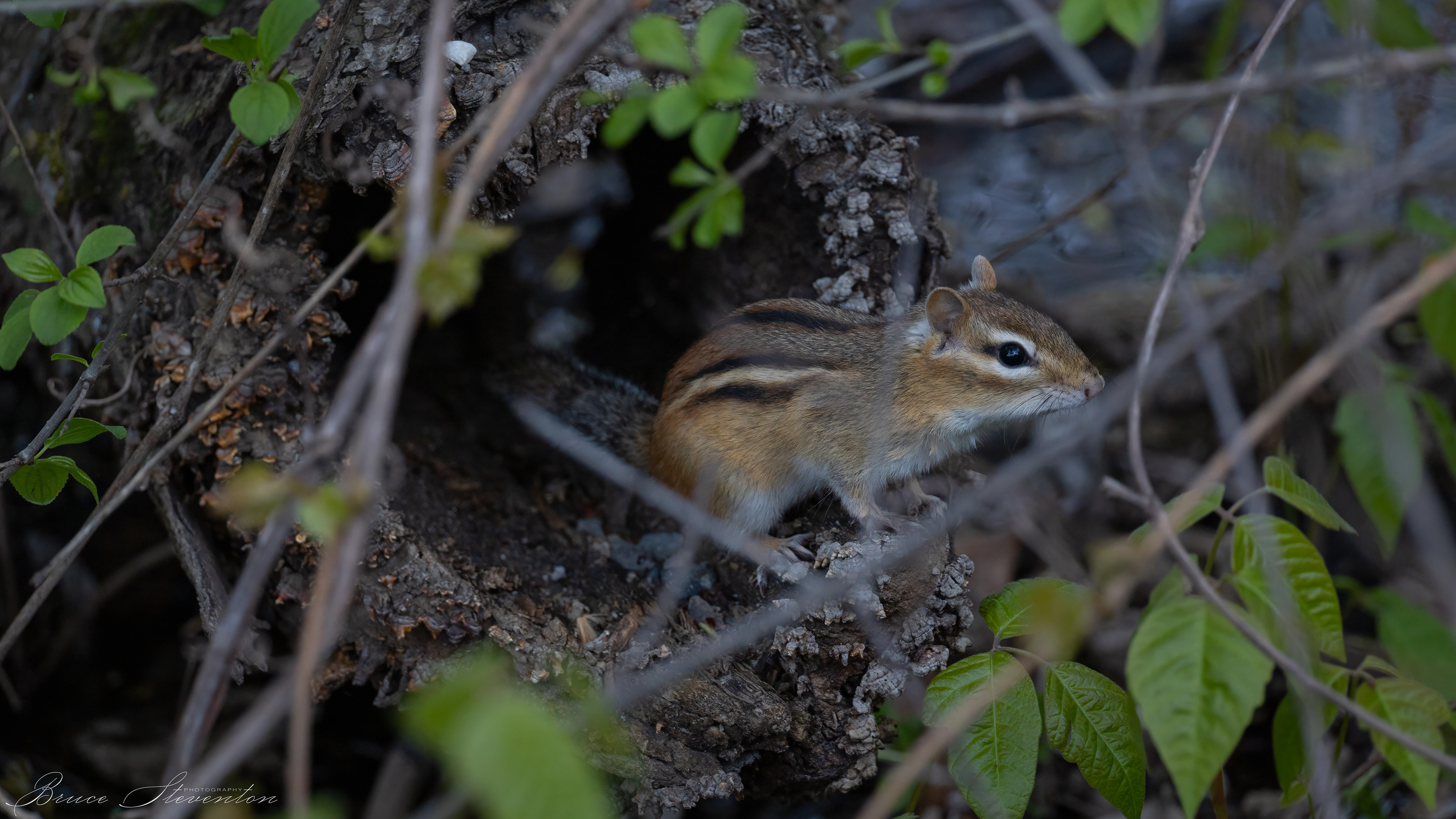 Eastern Chipmunk