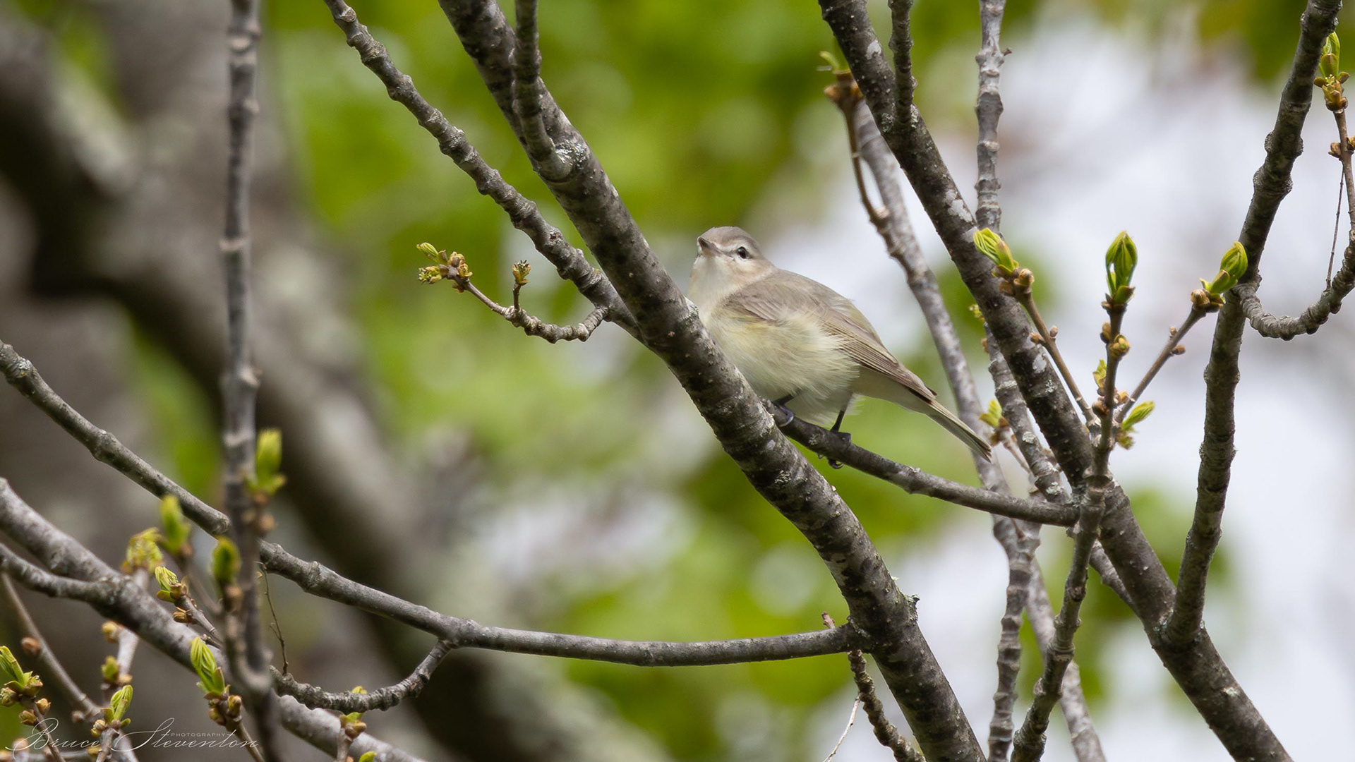 Warbling Vireo