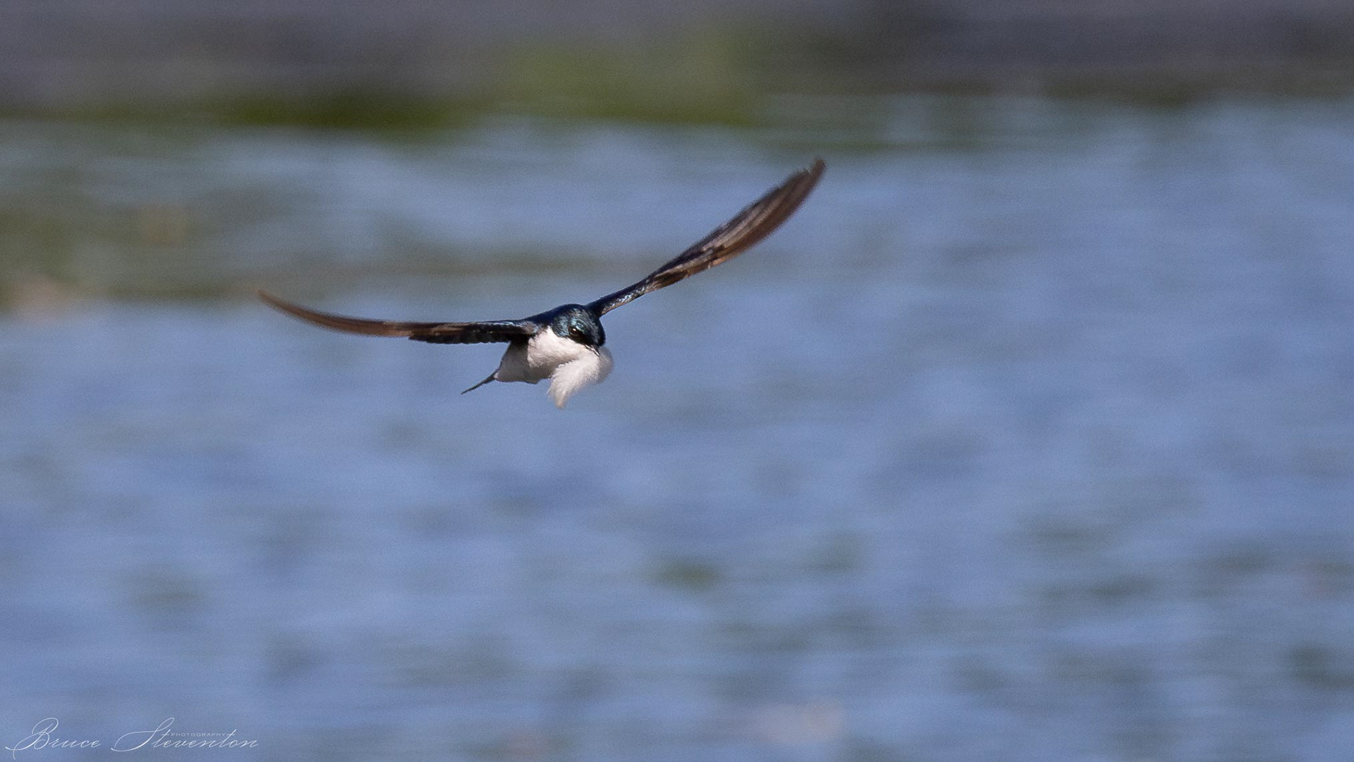 Tree Swallow - Charles D Owen Park
