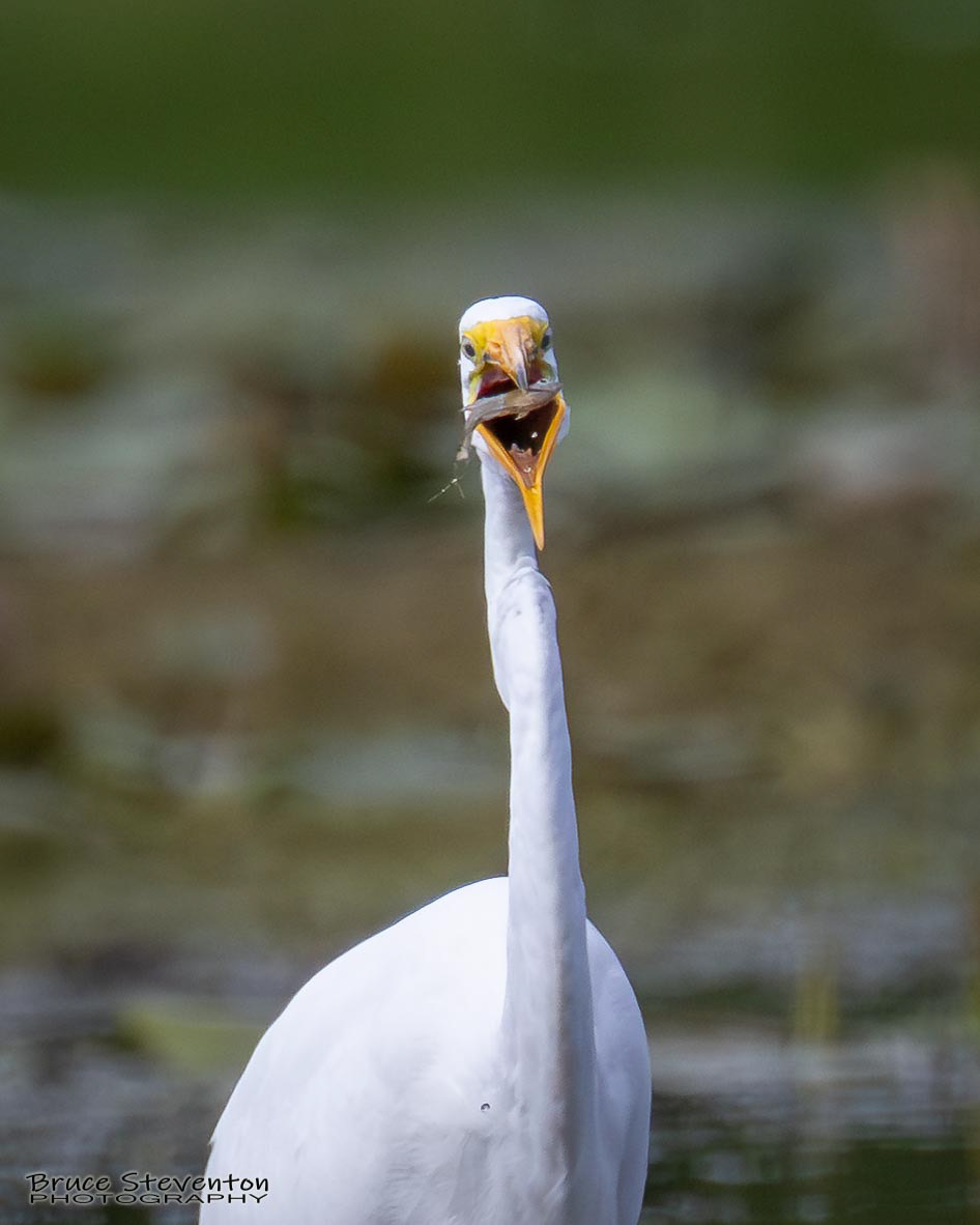 Great Egret