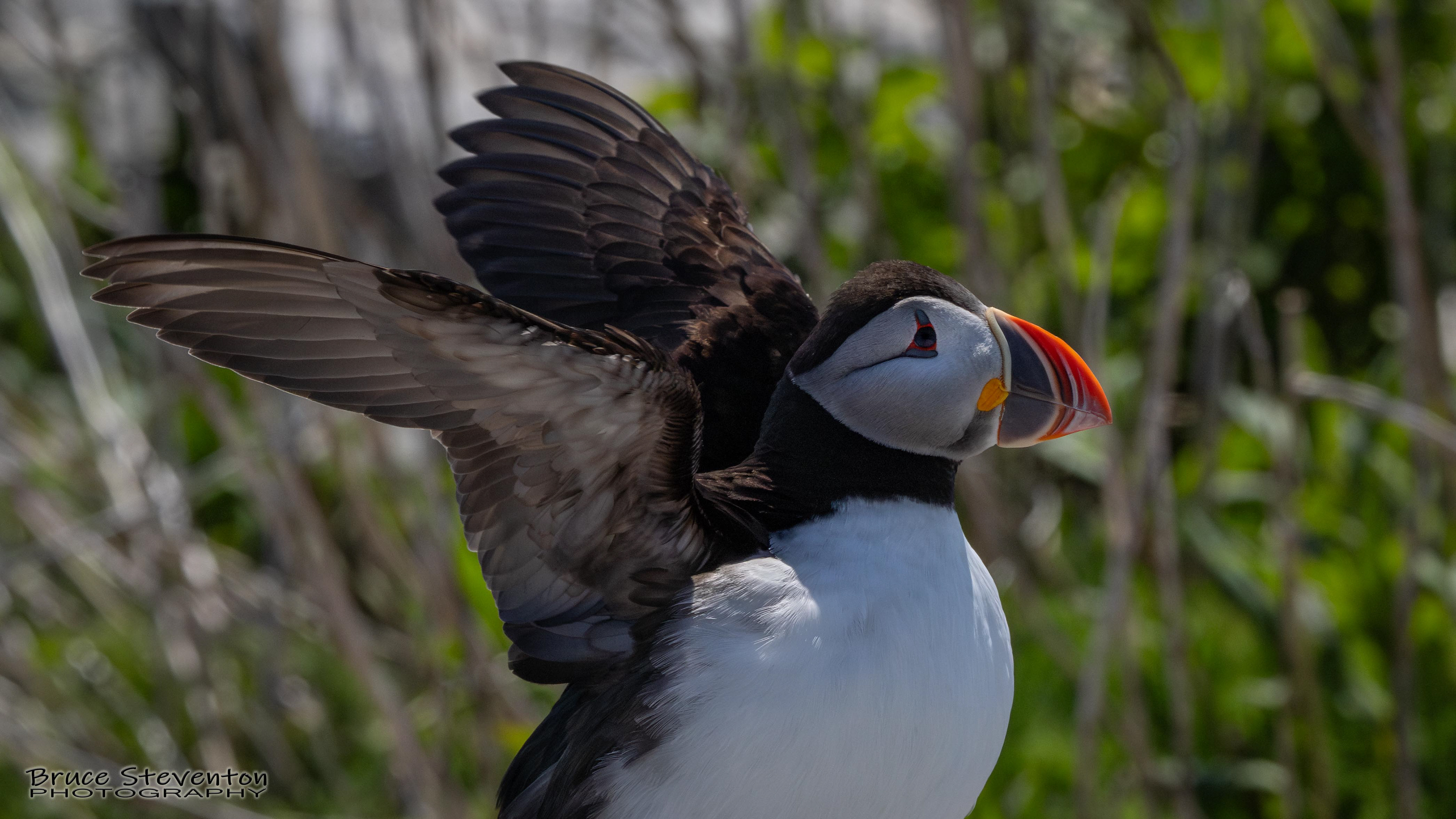 Atlantic Puffin
