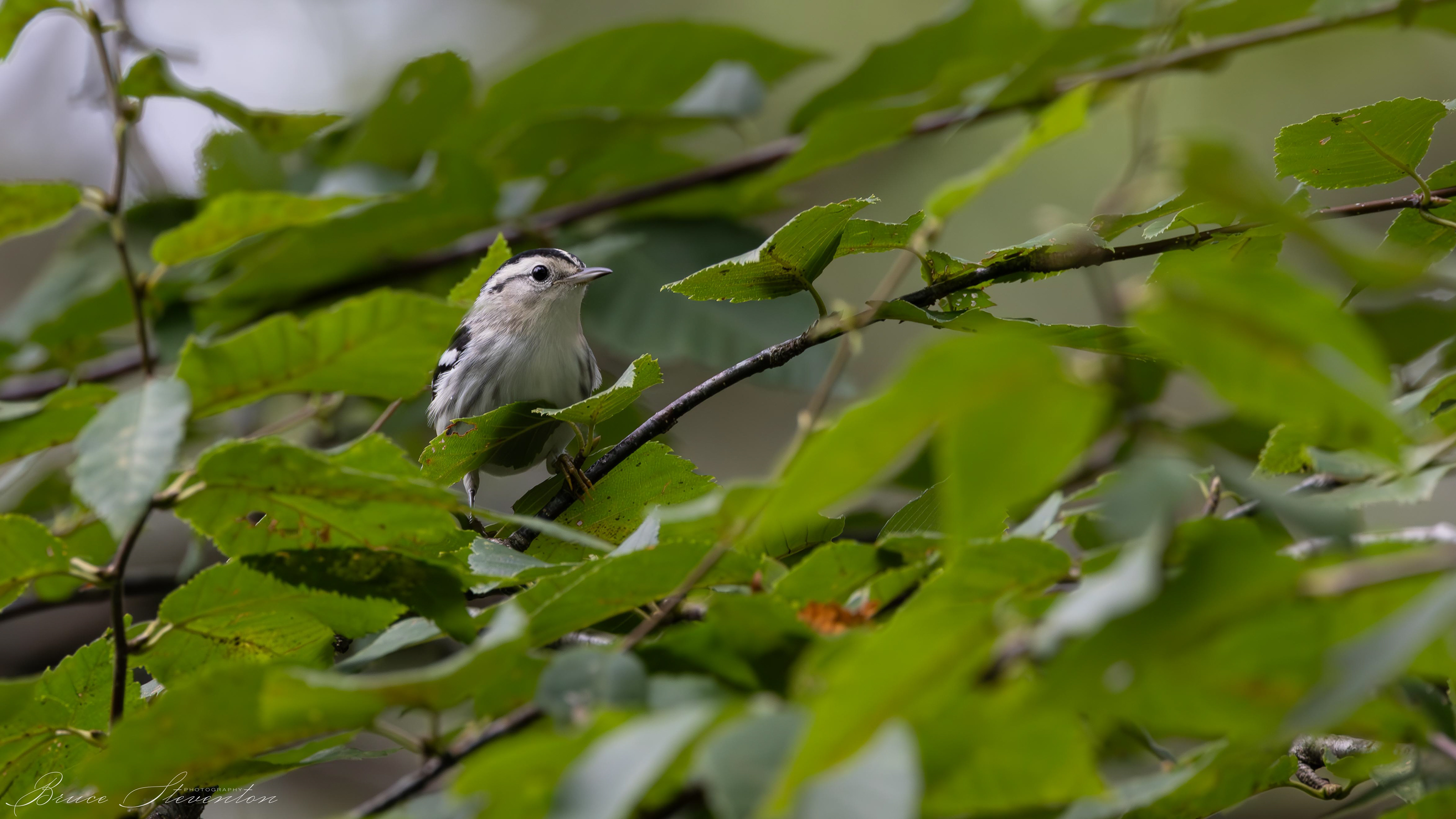 Black-and-White Warbler