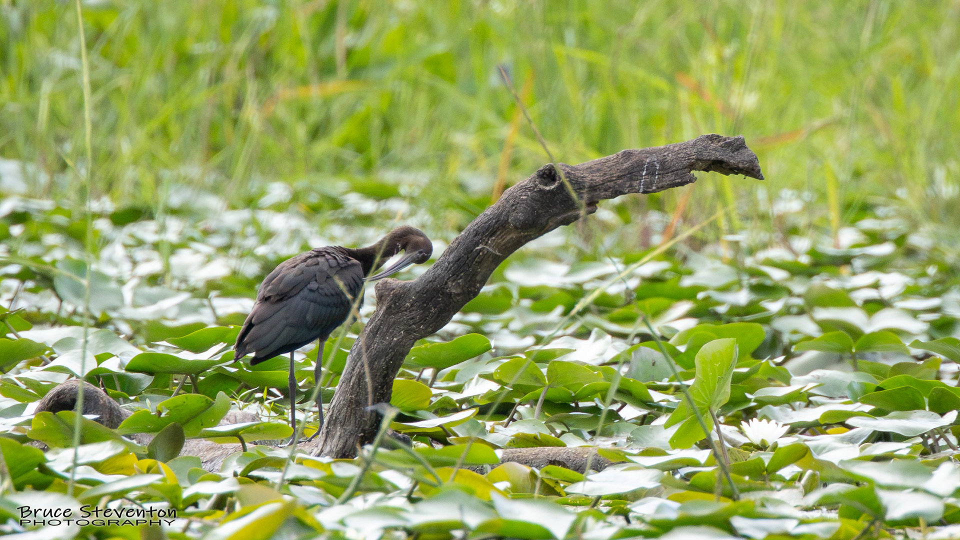 Glossy Ibis