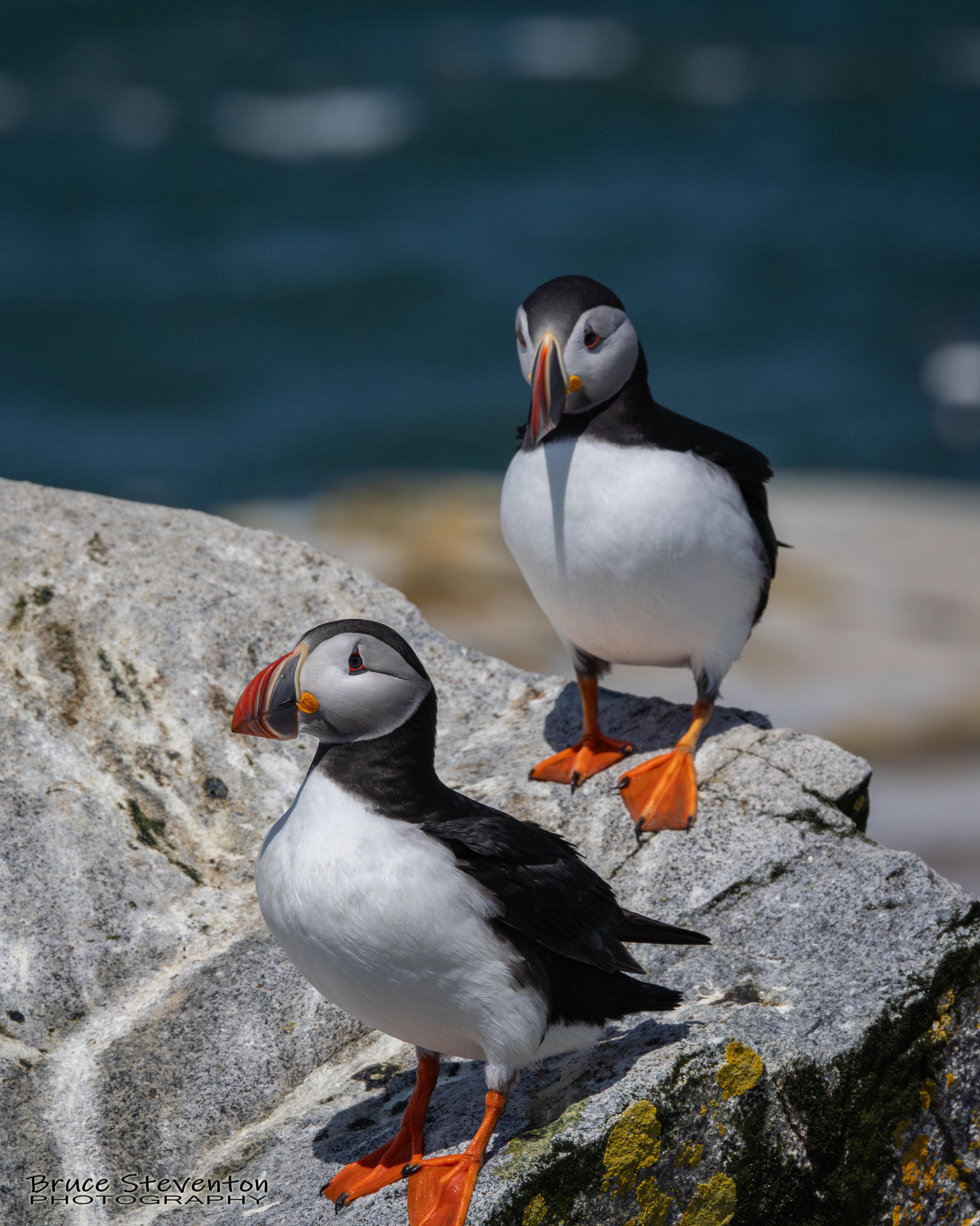 Atlantic Puffin