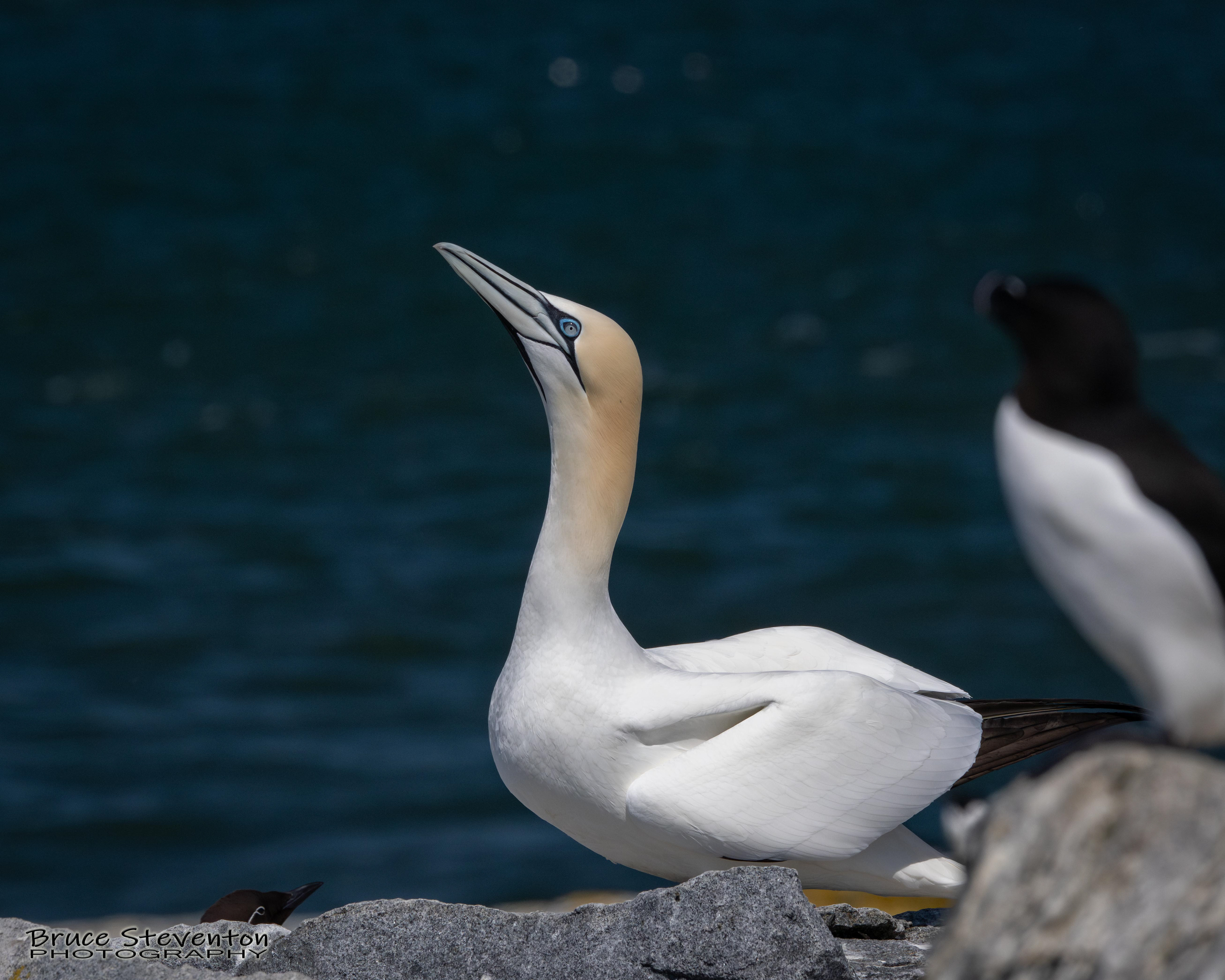 Northern Gannet