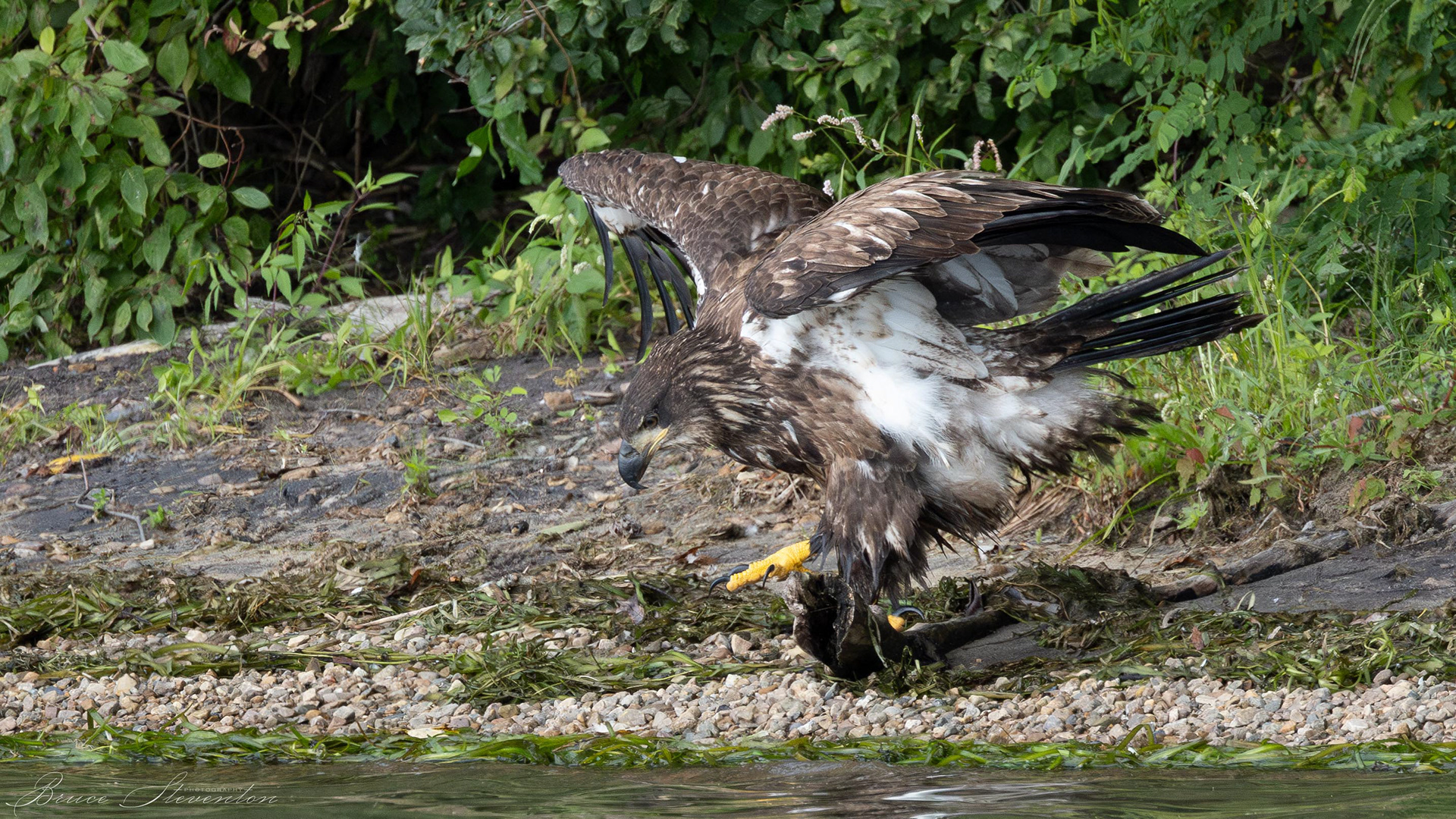 Bald Eagle, Immature