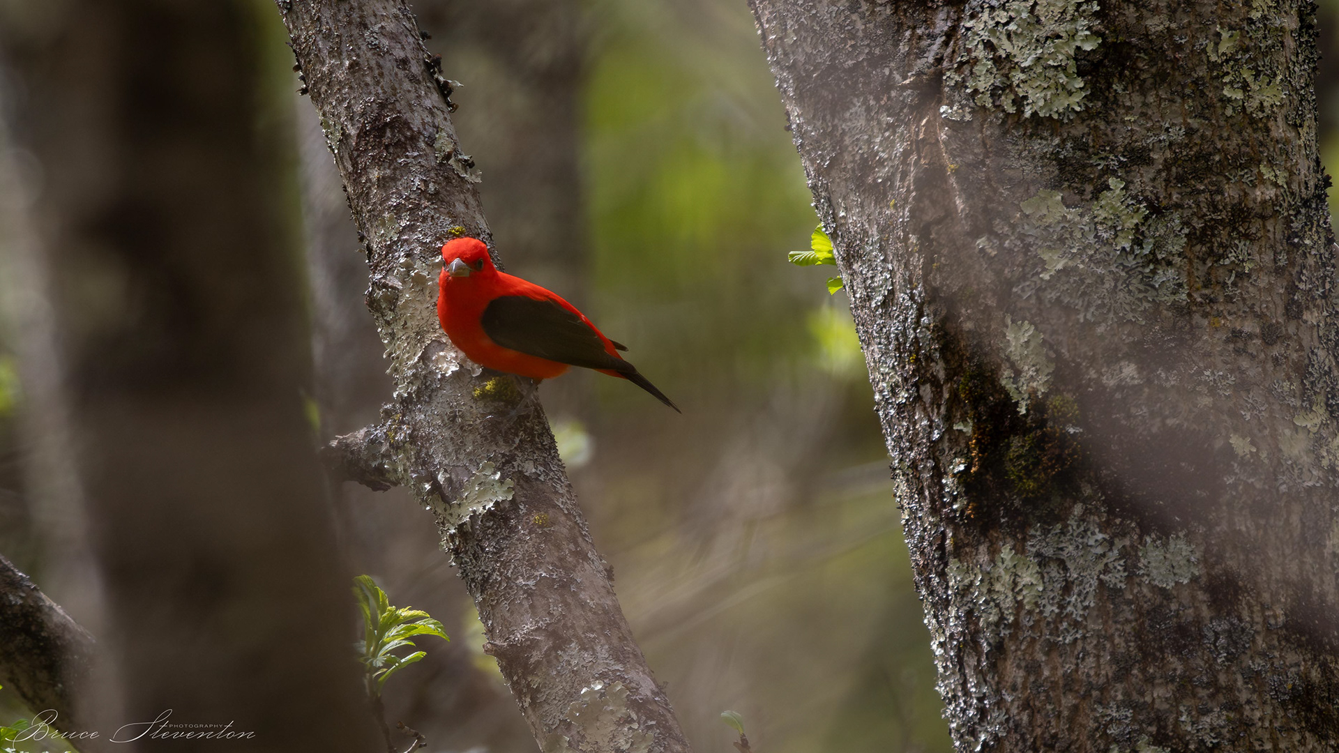 Scarlet Tanager (M)