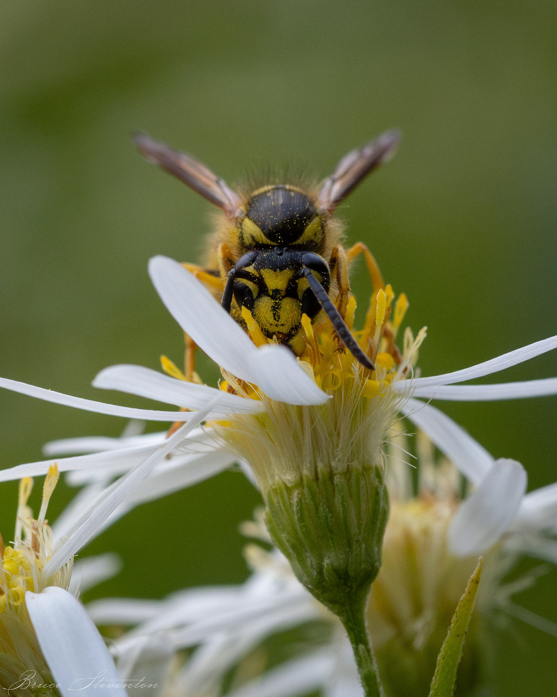 Yellow Jacket on Aster