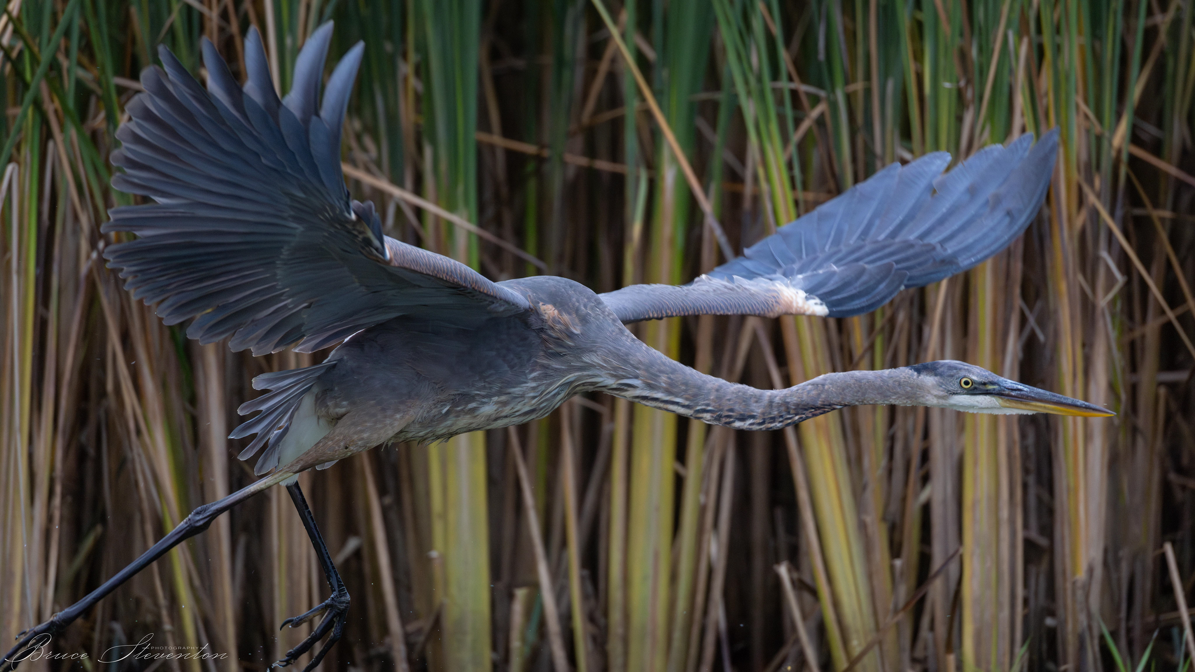 Great Blue Heron