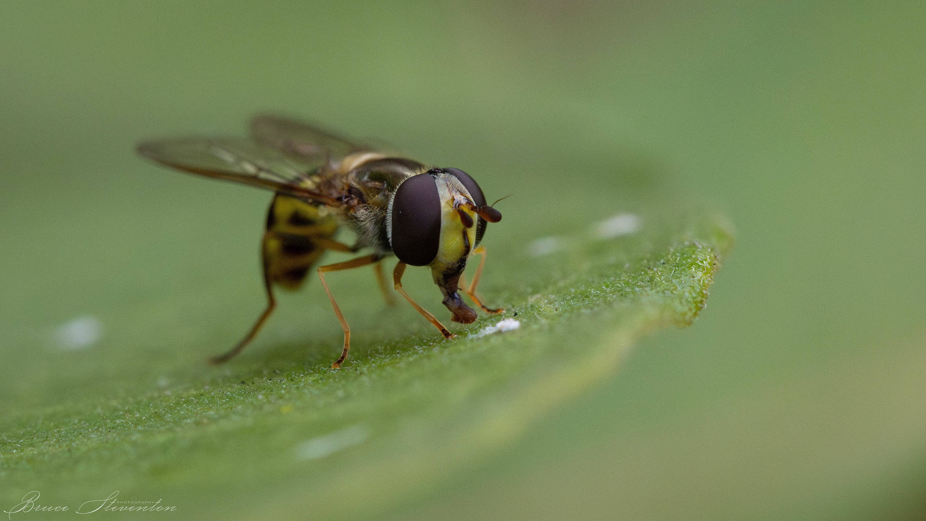 Hoverfly on Milkweed