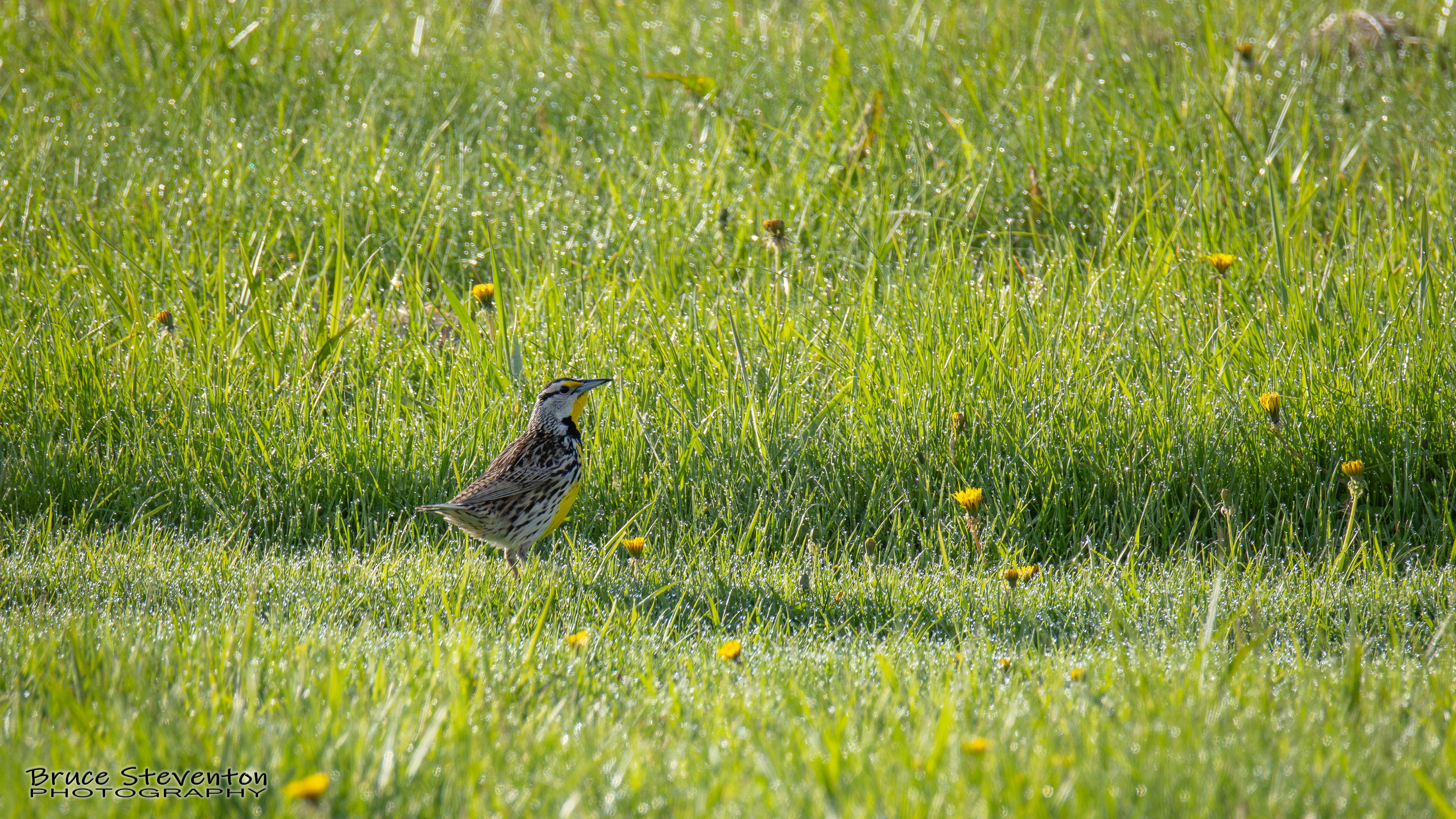 Eastern Meadowlark