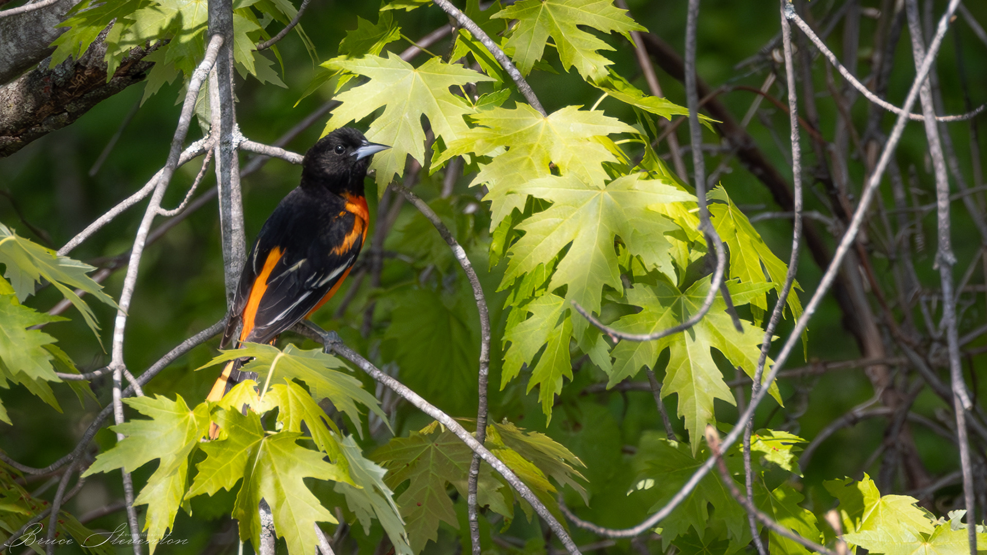 Baltimore Oriole (M)