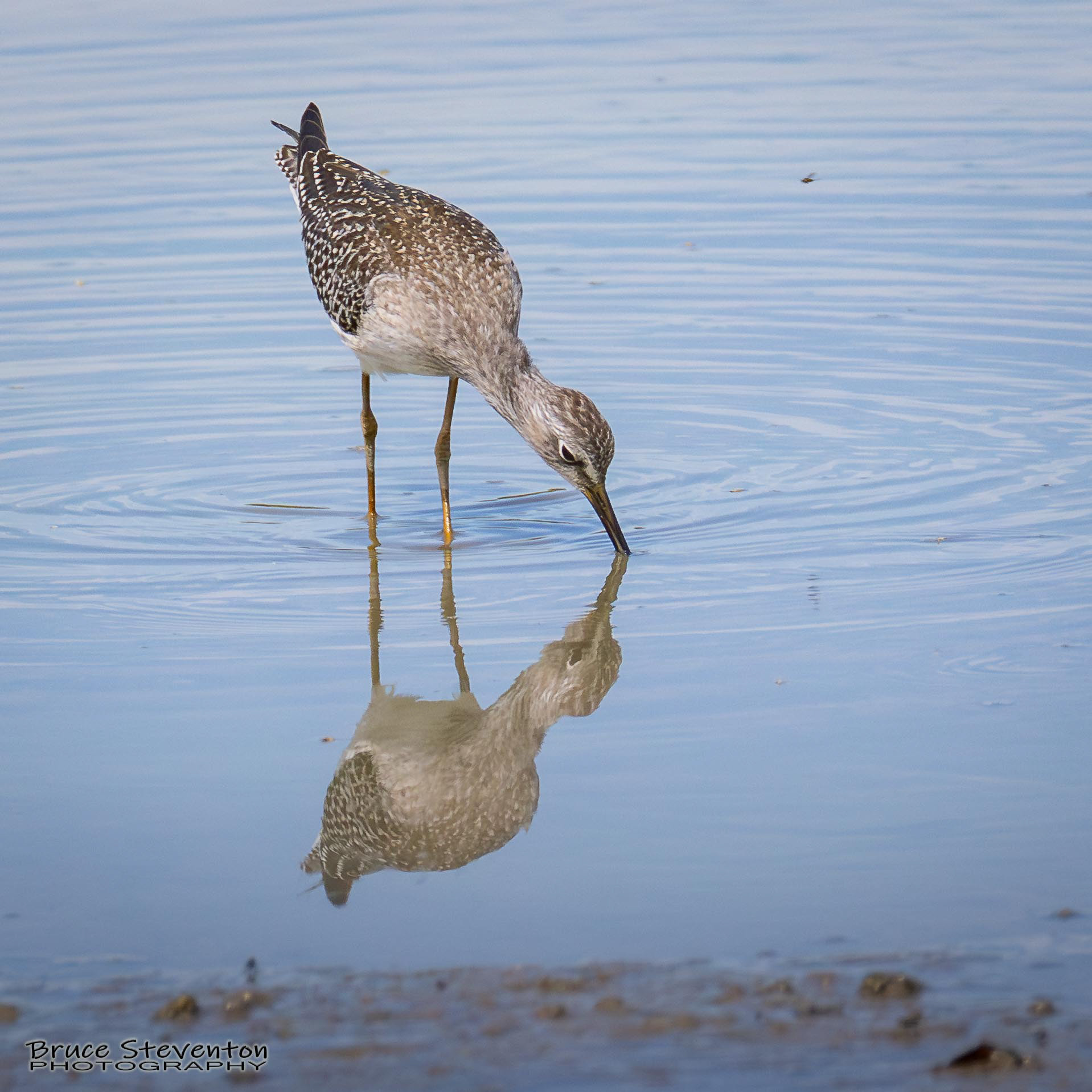 Lesser Yellowlegs