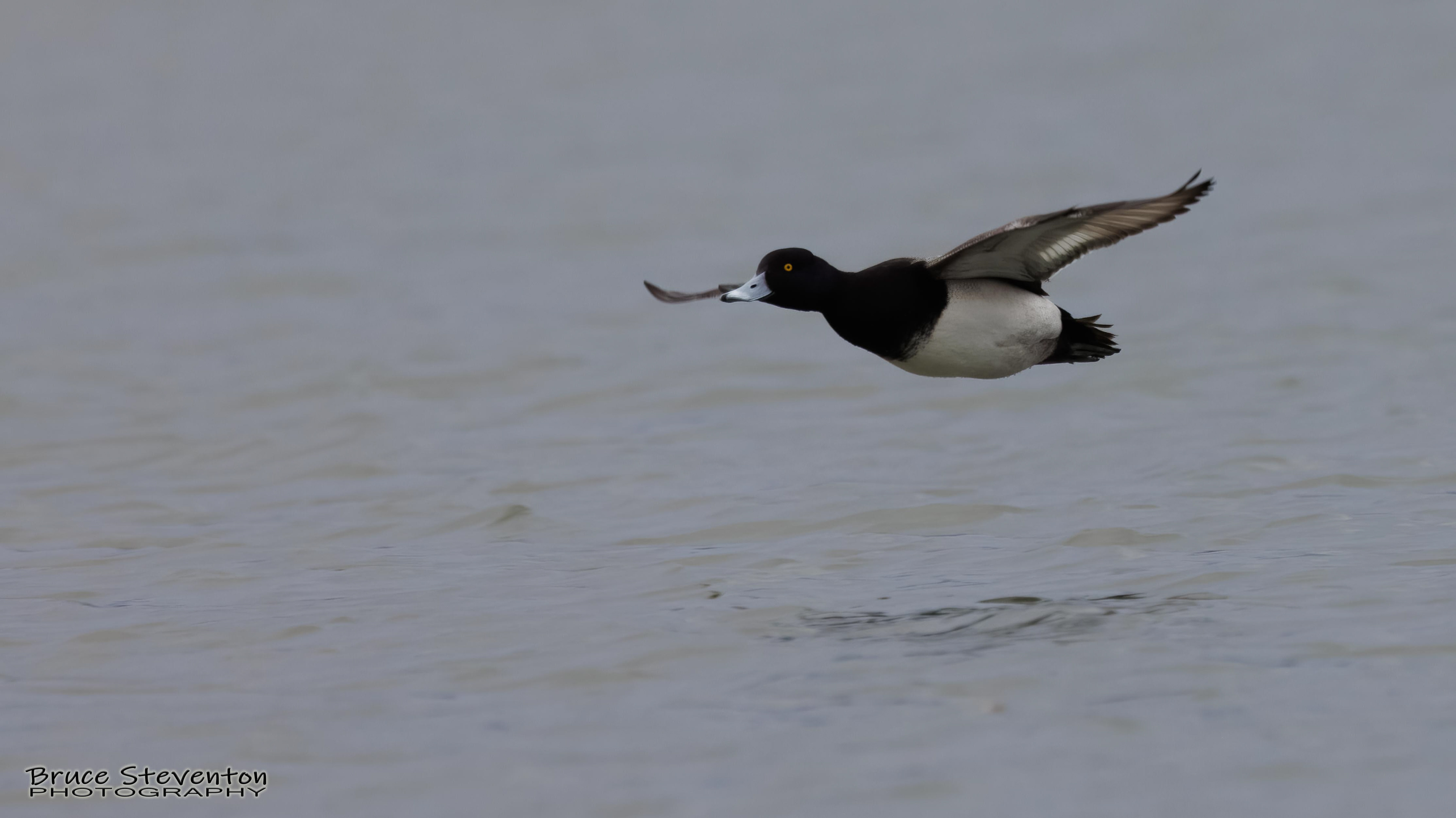 Greater Scaup - Addison, VT