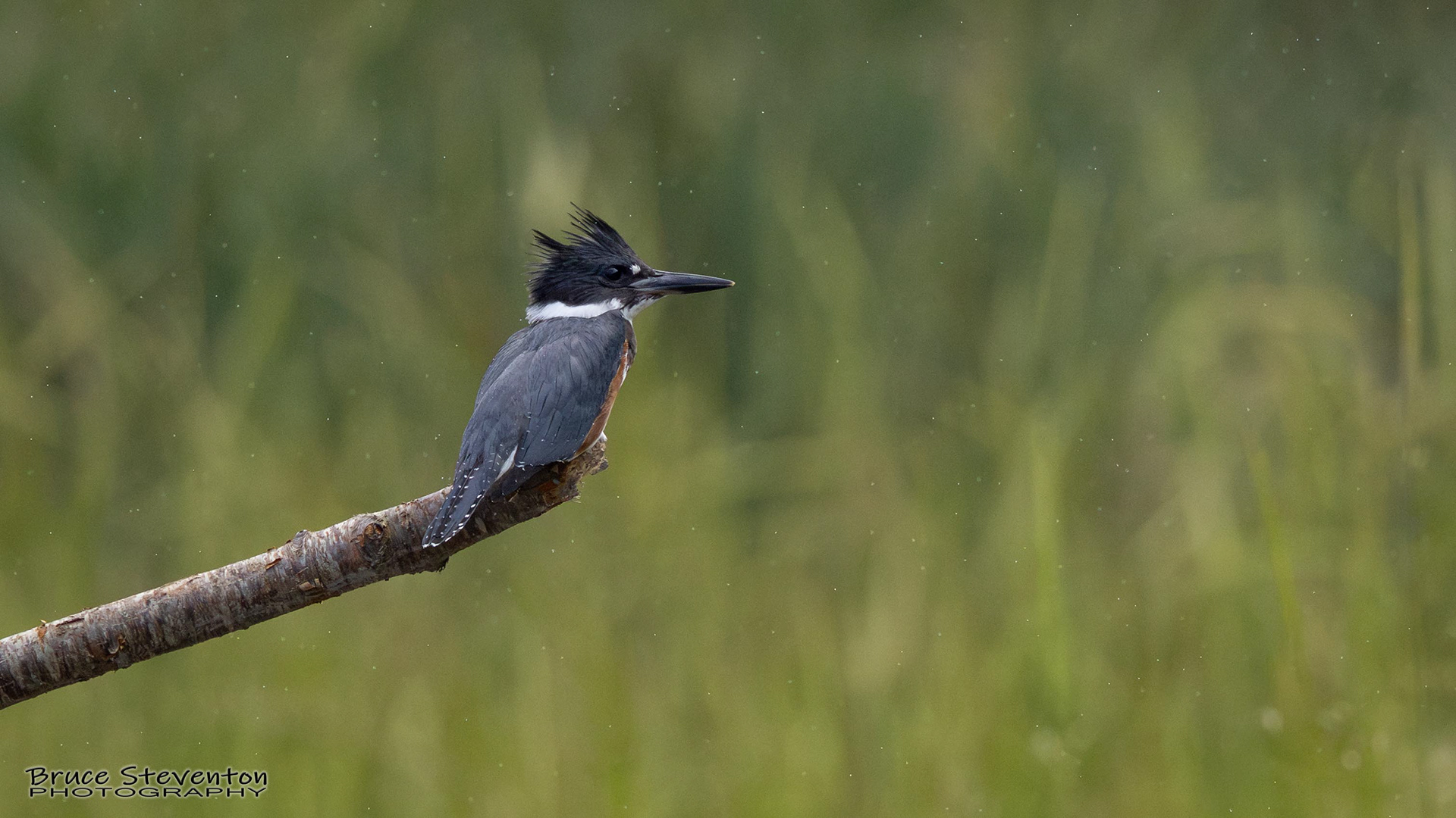 Belted Kingfisher