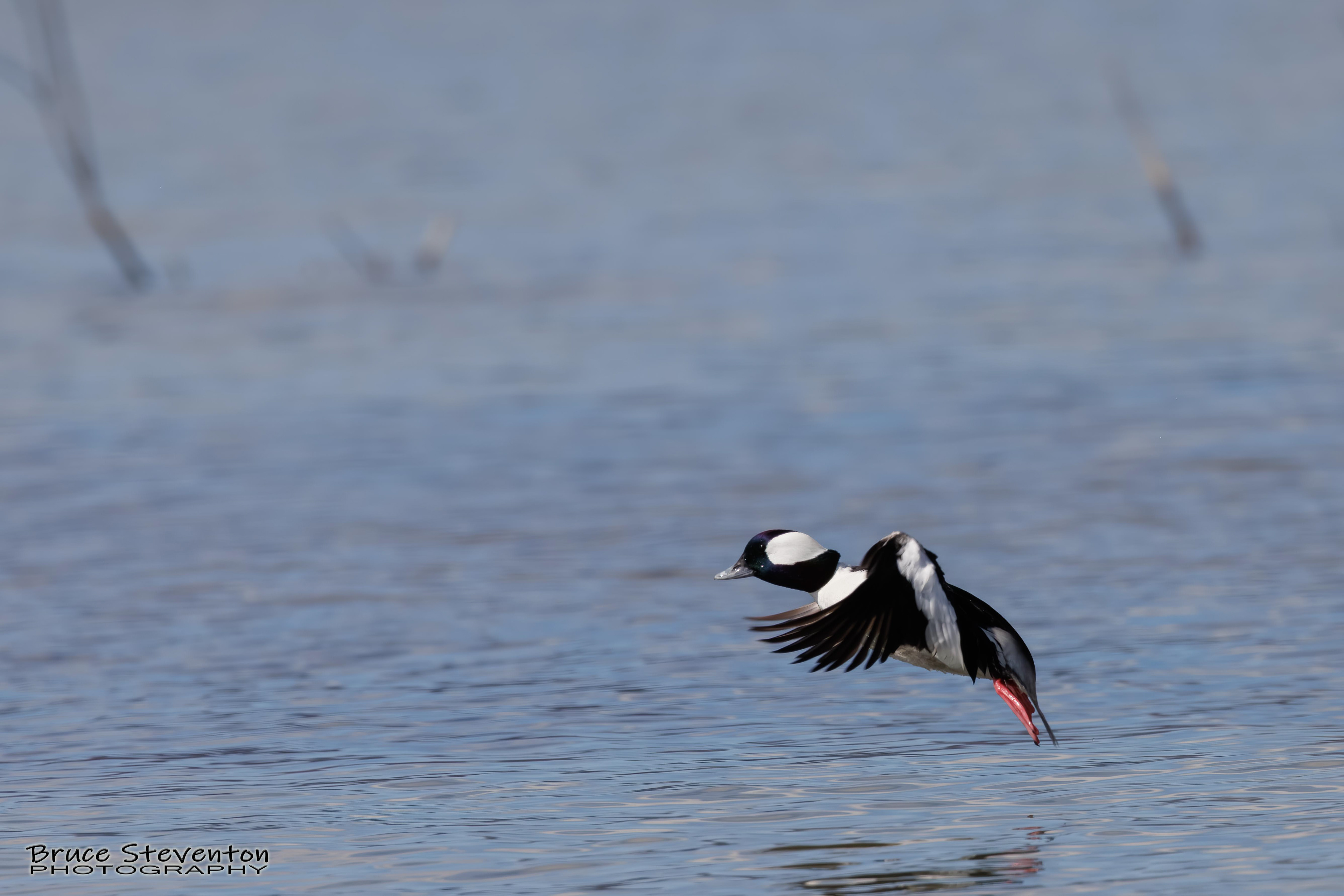 Bufflehead (M) - Addison, VT