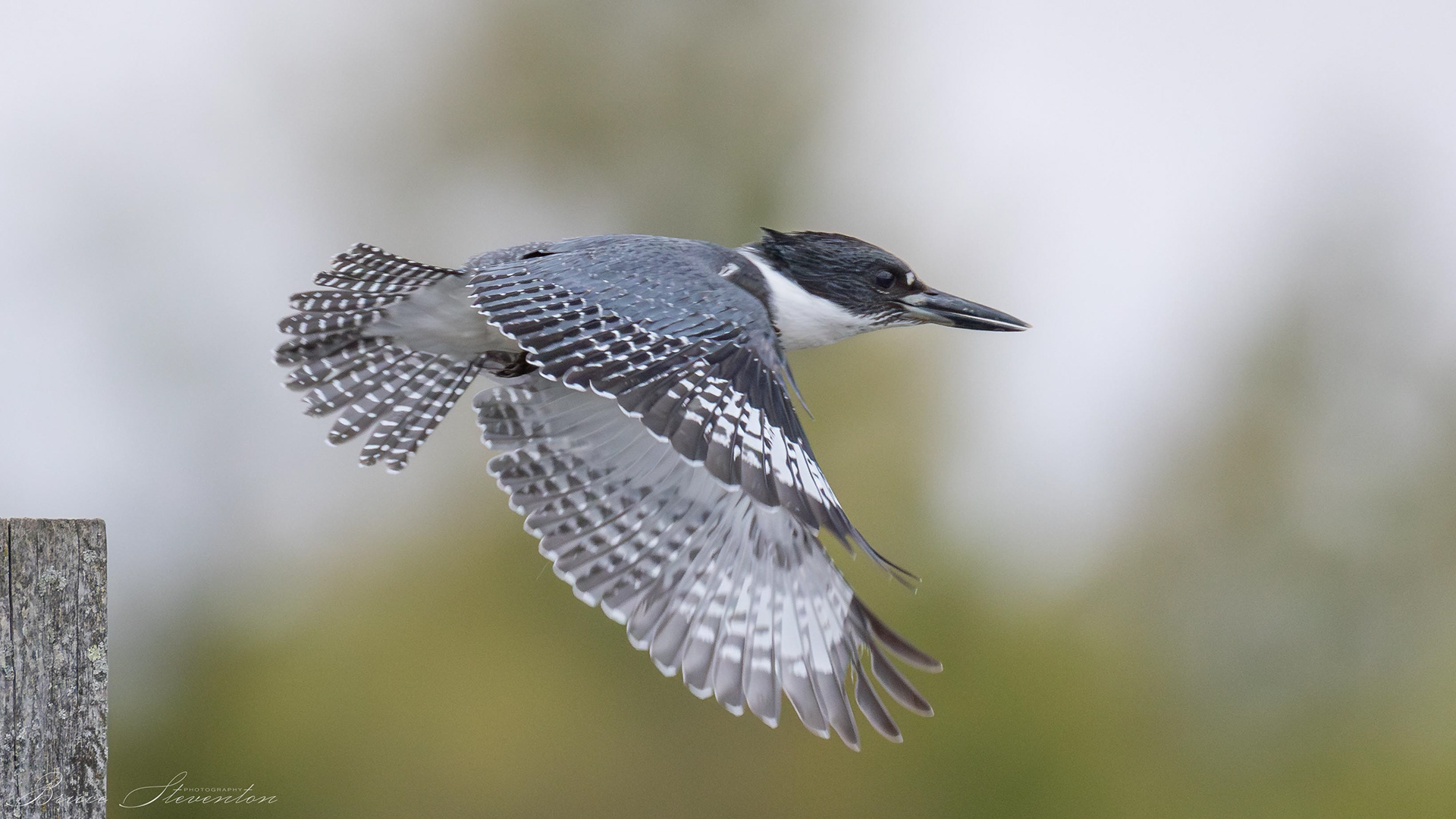 Belted Kingfisher (M)
