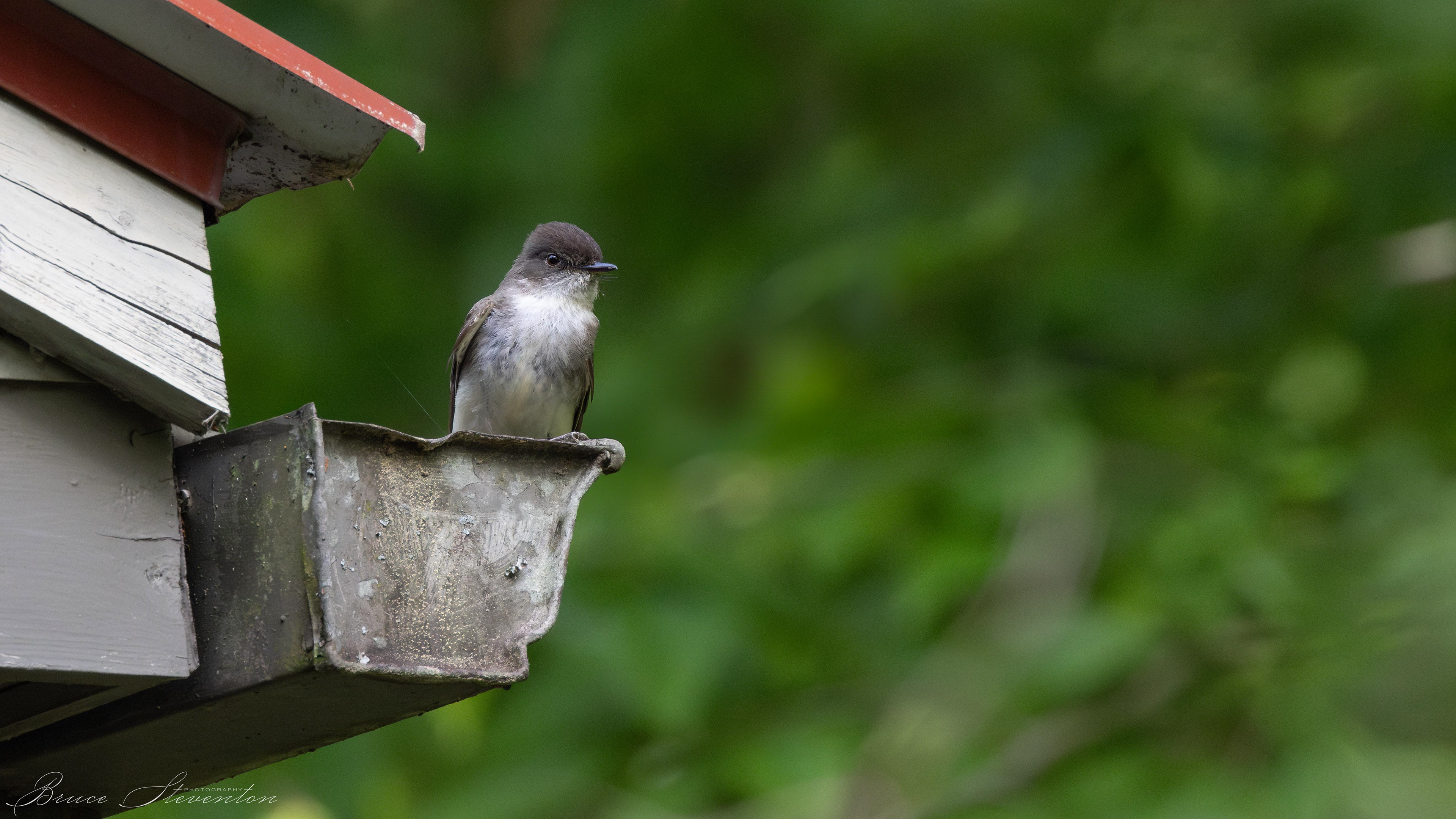 Eastern Phoebe - Bartlett Mt