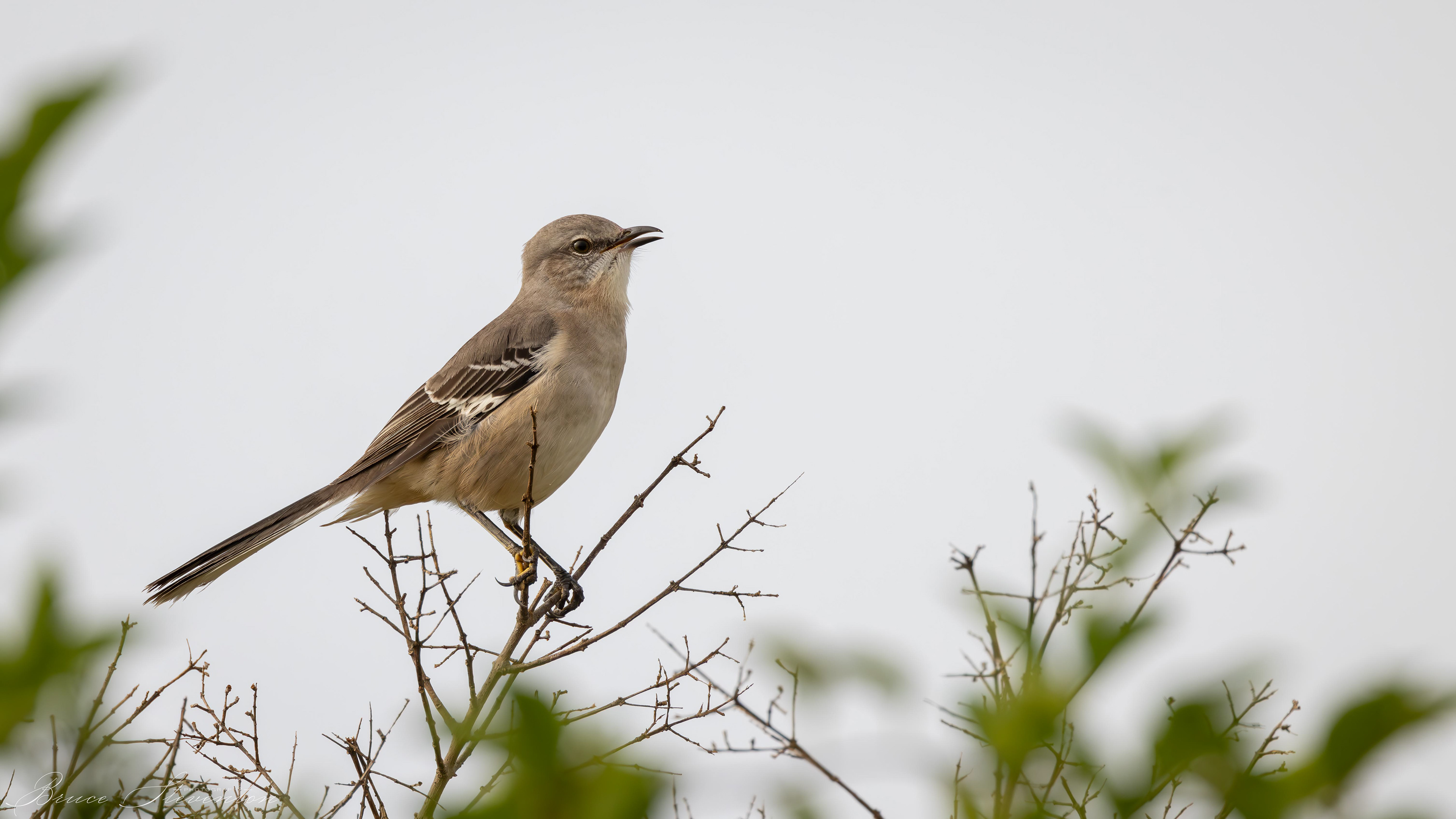 Mockingbird
