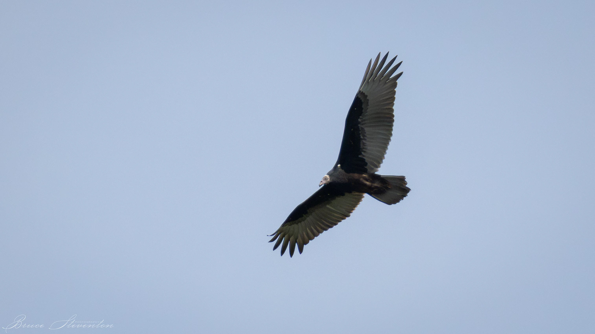 Turkey Vulture, Immature