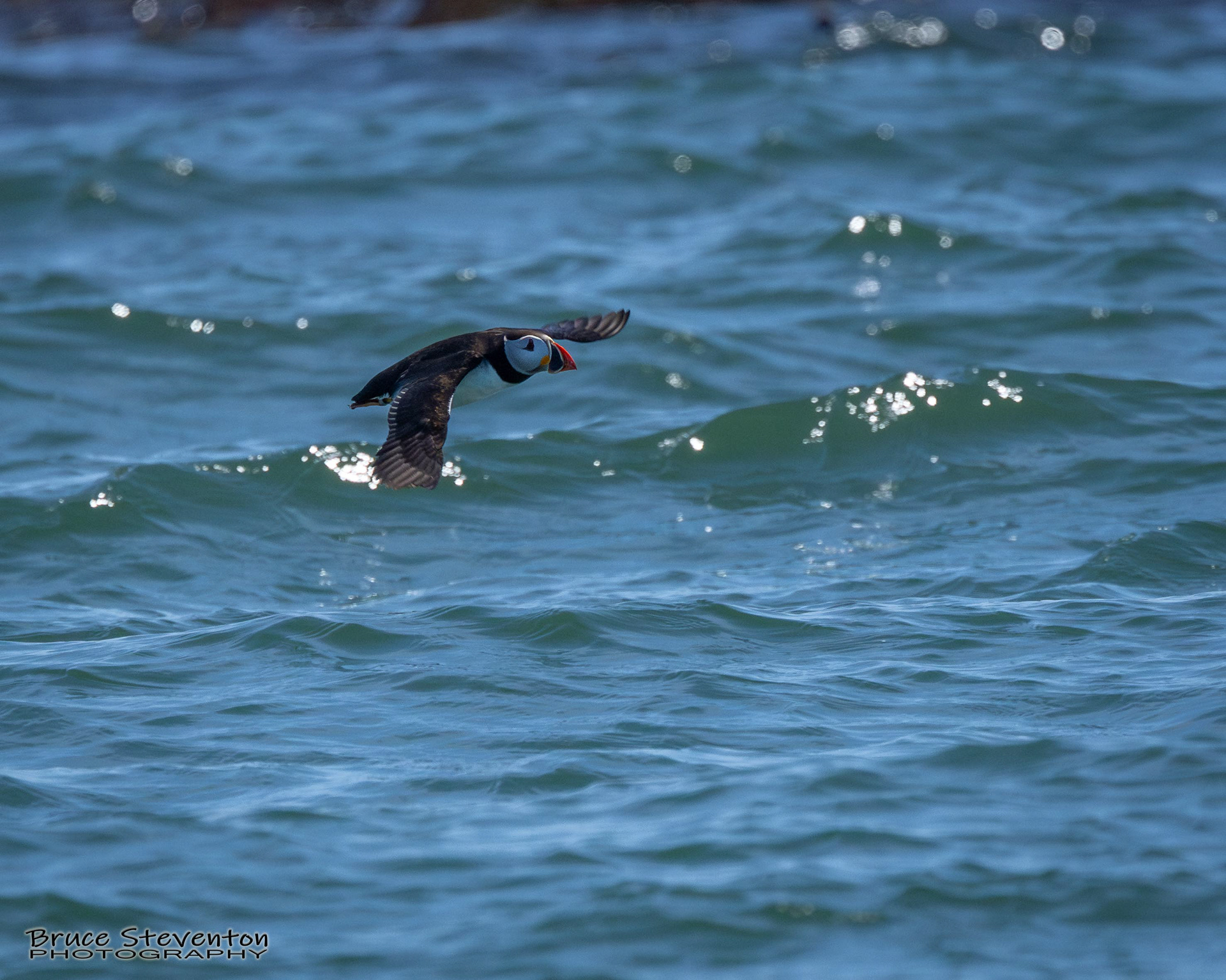 Atlantic Puffin