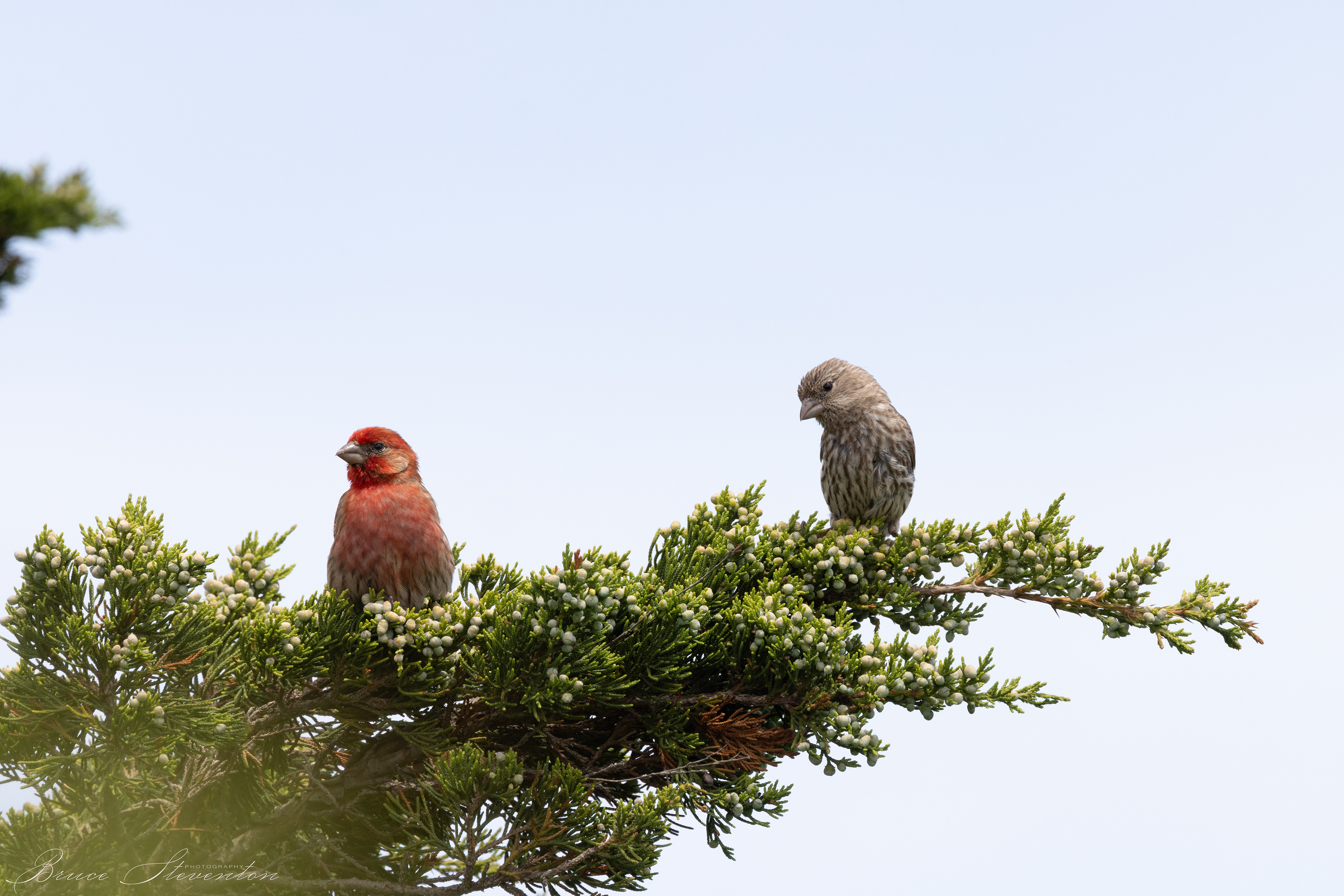 House Finch