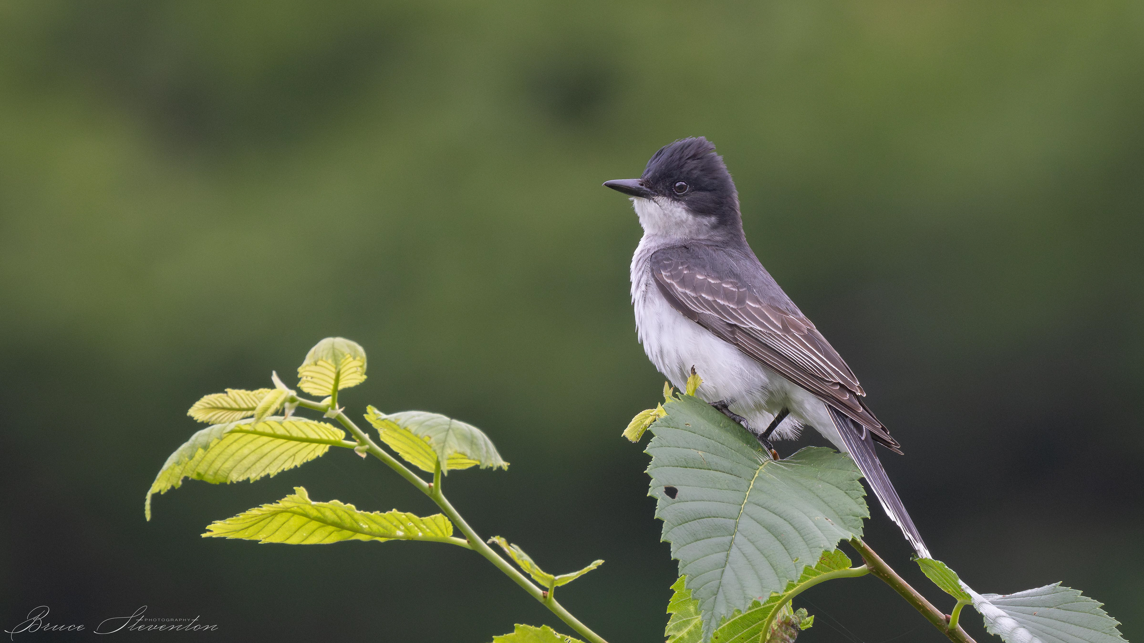 Eastern Kingbird waiting for an insect to fly past