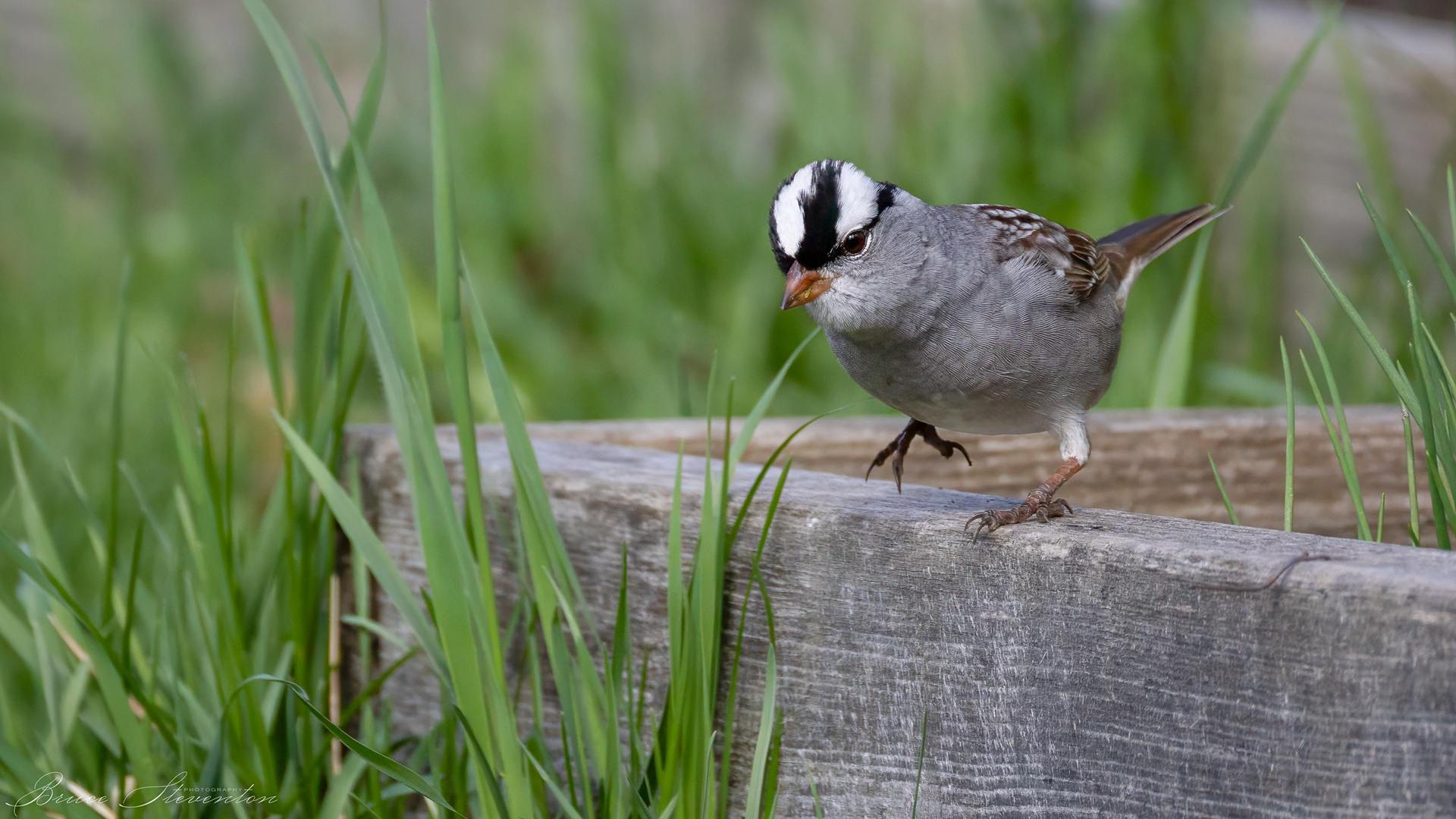 White-crowned Sparrow