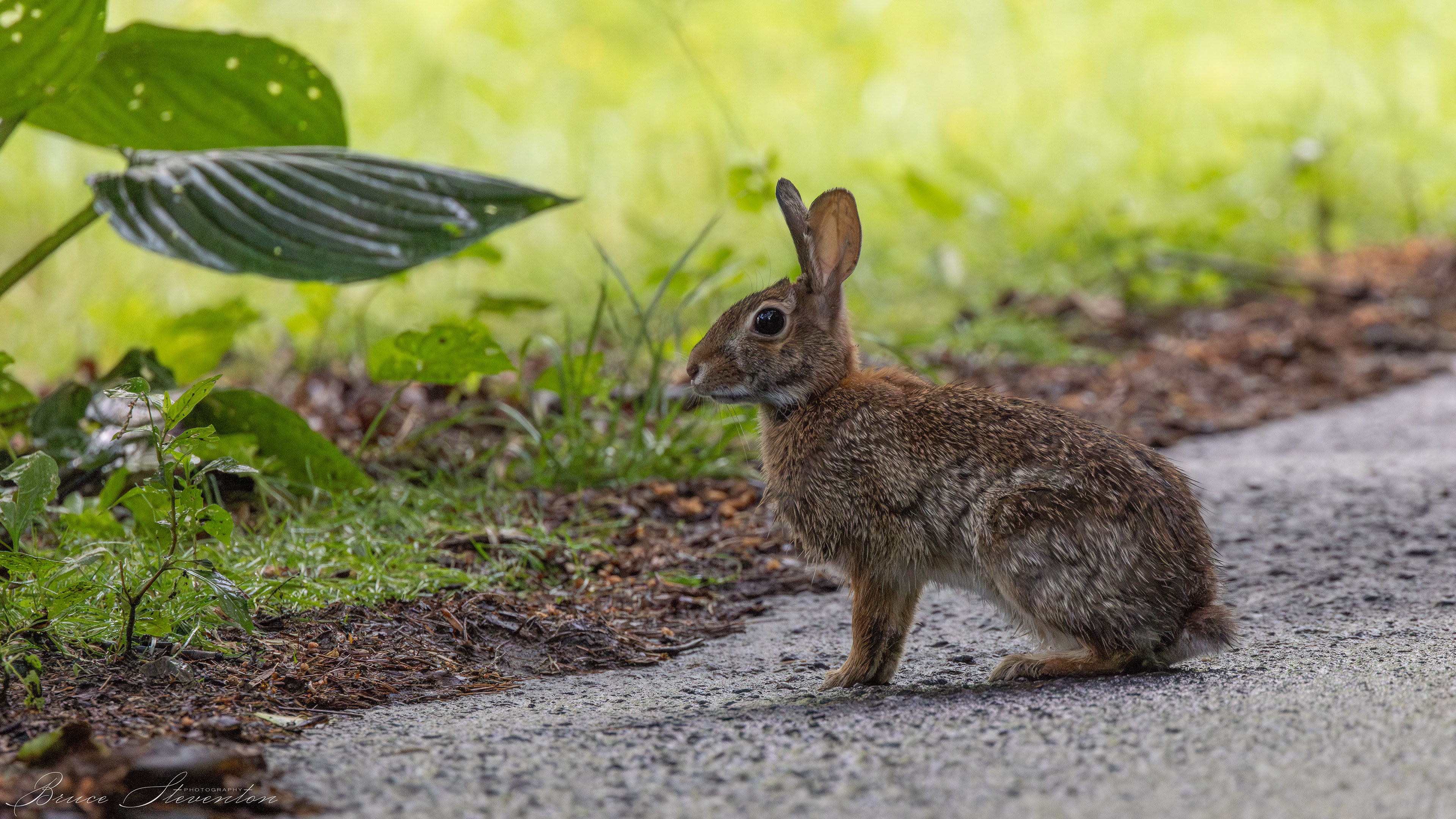 Cottontail Rabbit - Bartlett Mt