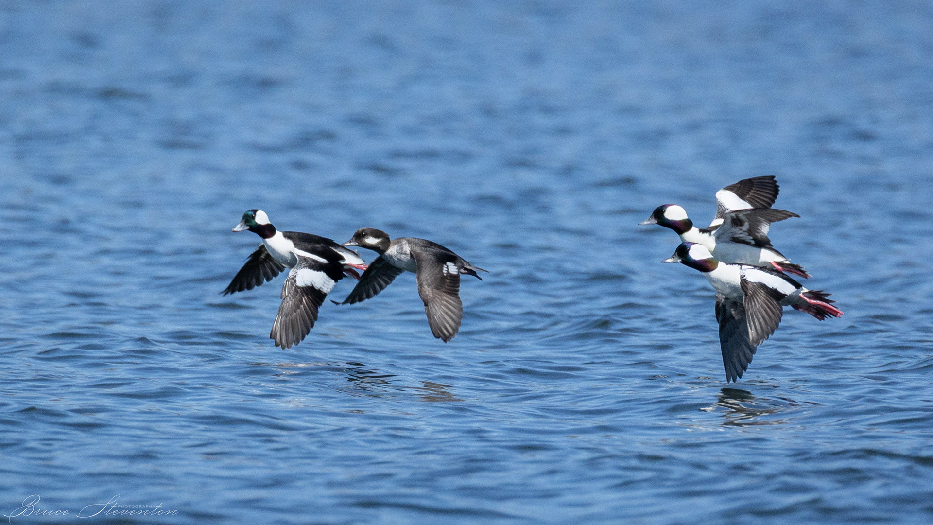 Bufflehead