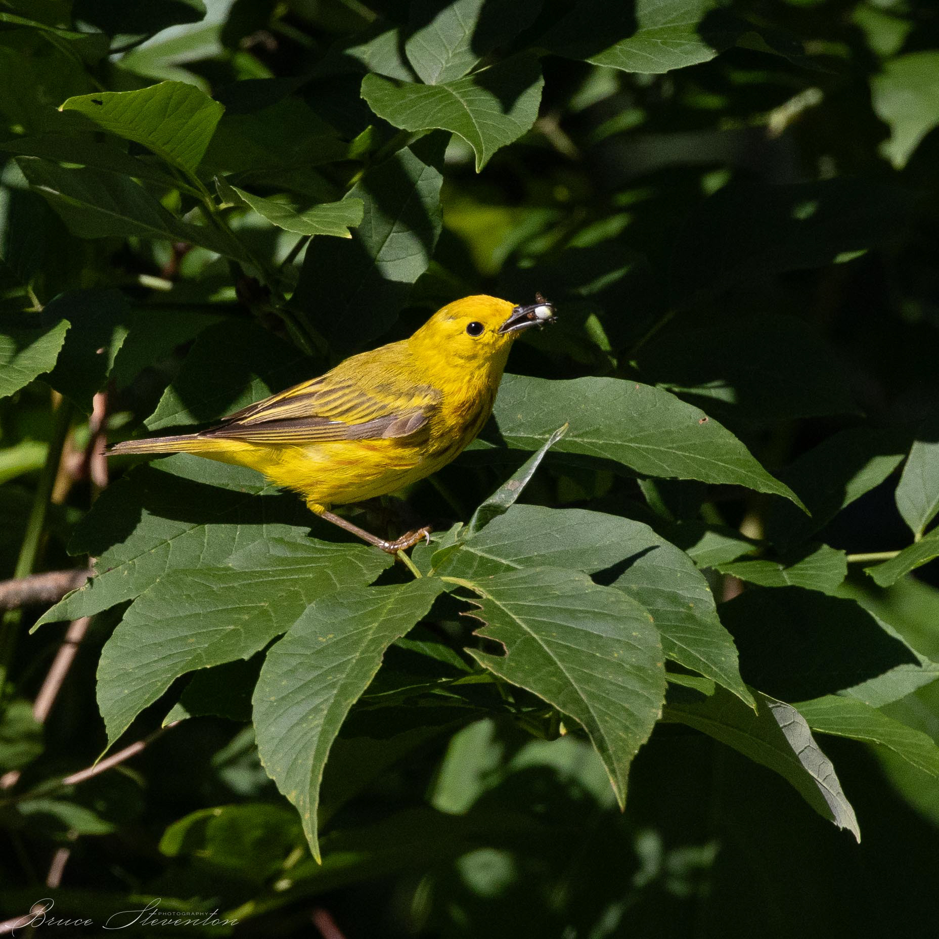 Yellow Warbler with a captured spider