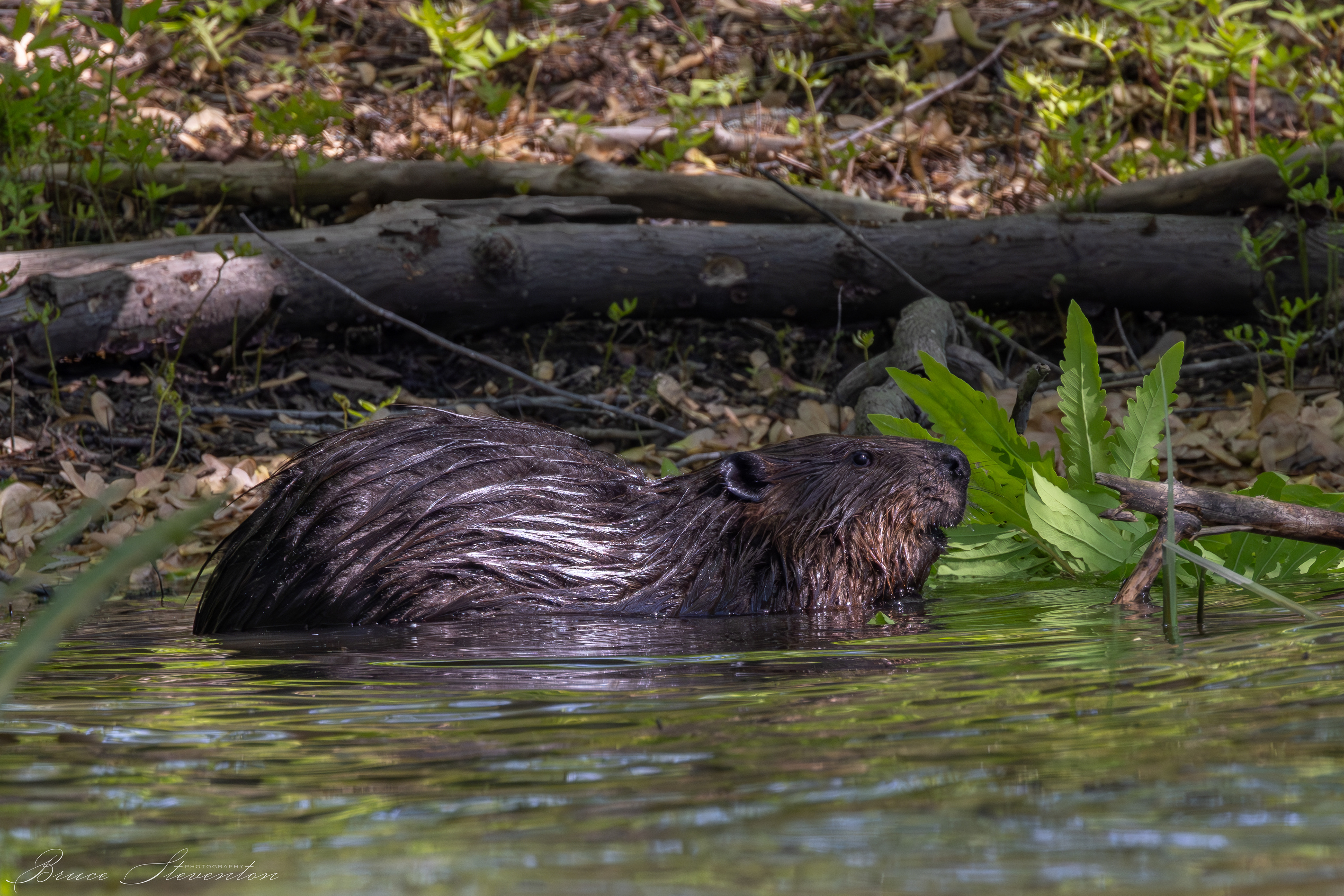 American Beaver
