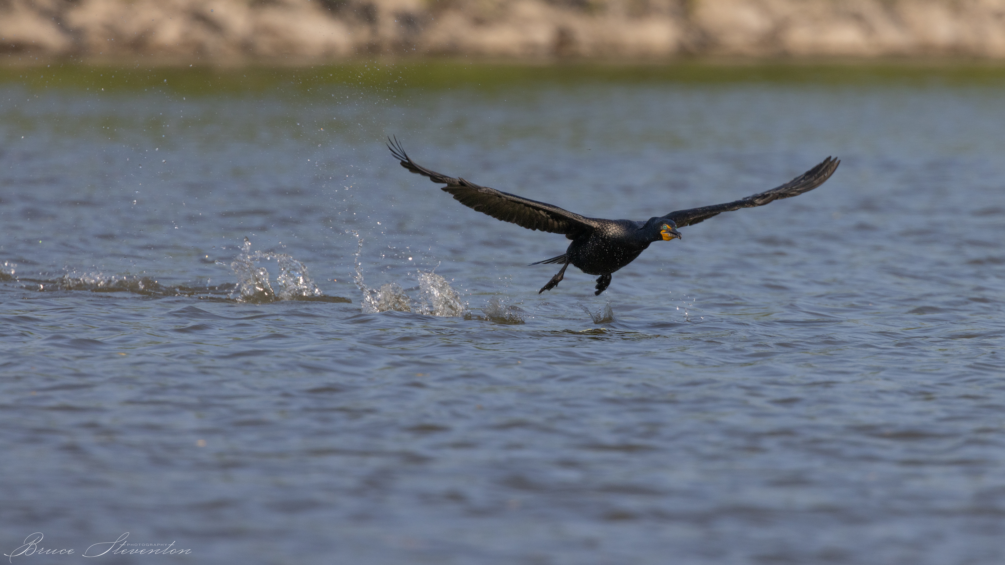 Double-crested Cormorant; takeoff's need a long runway.
