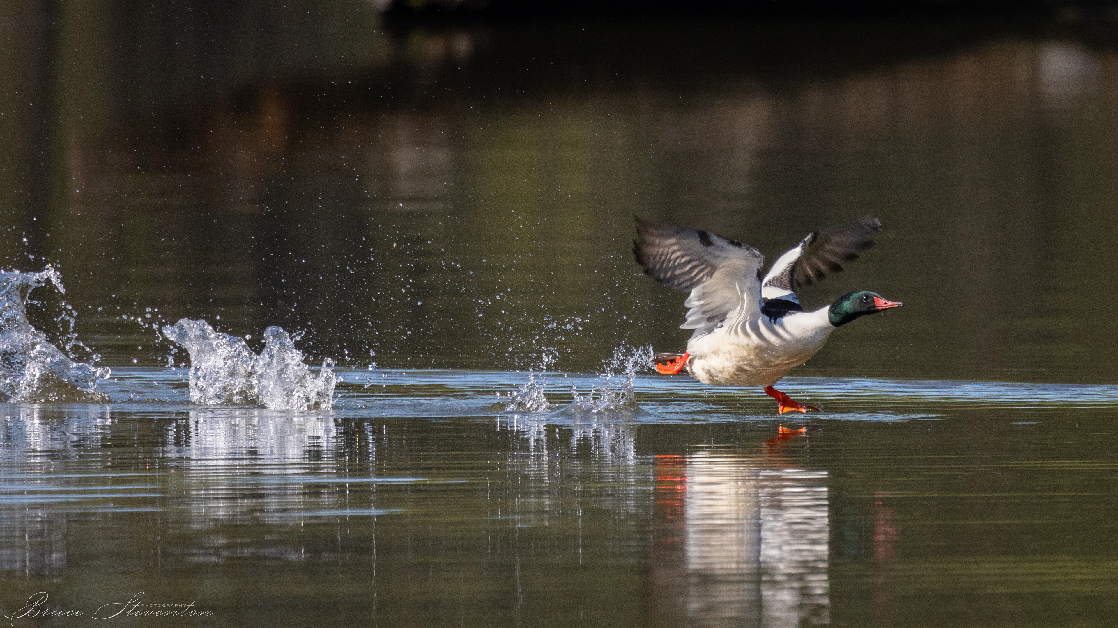 Common Merganser (M)