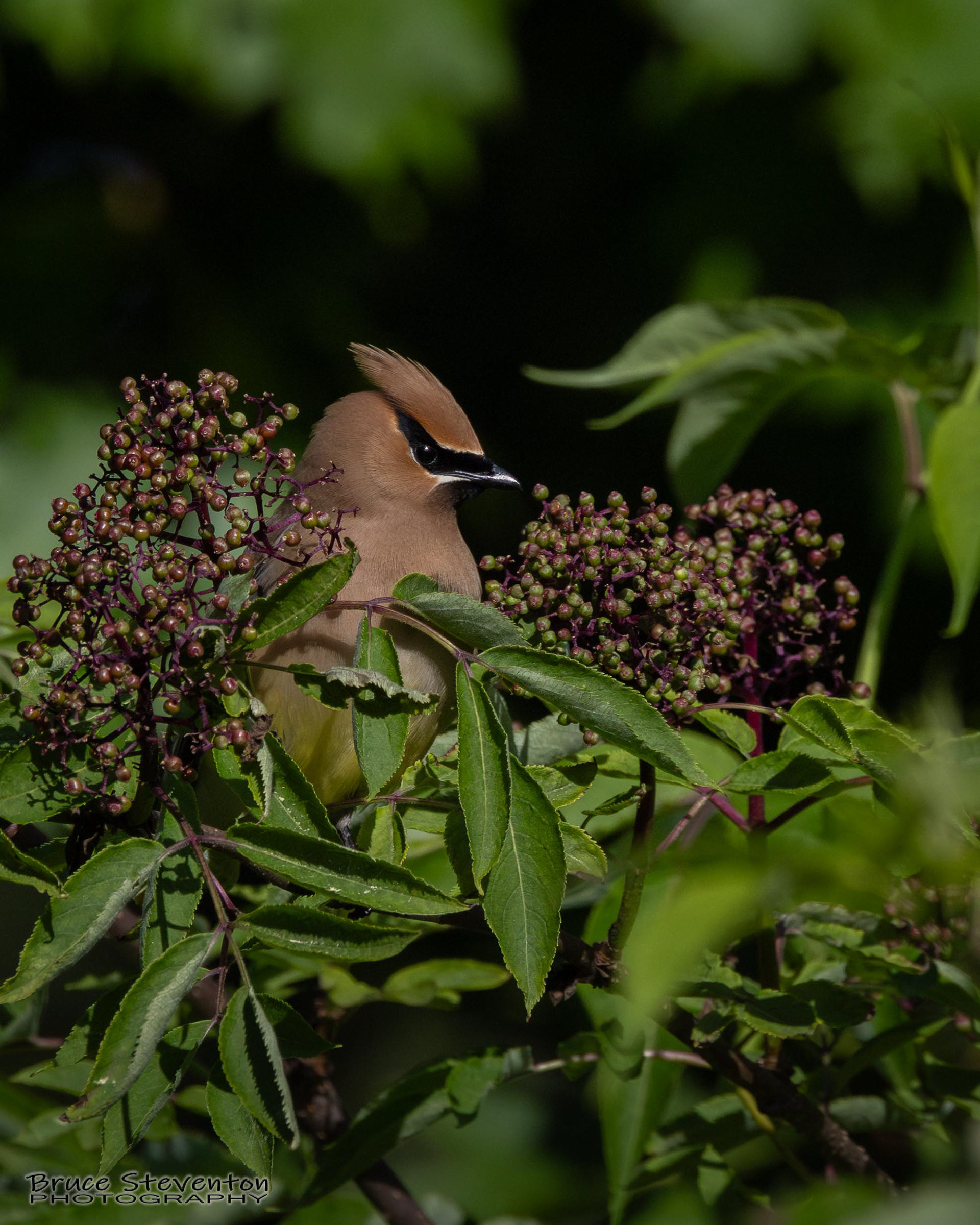 Cedar Waxwing