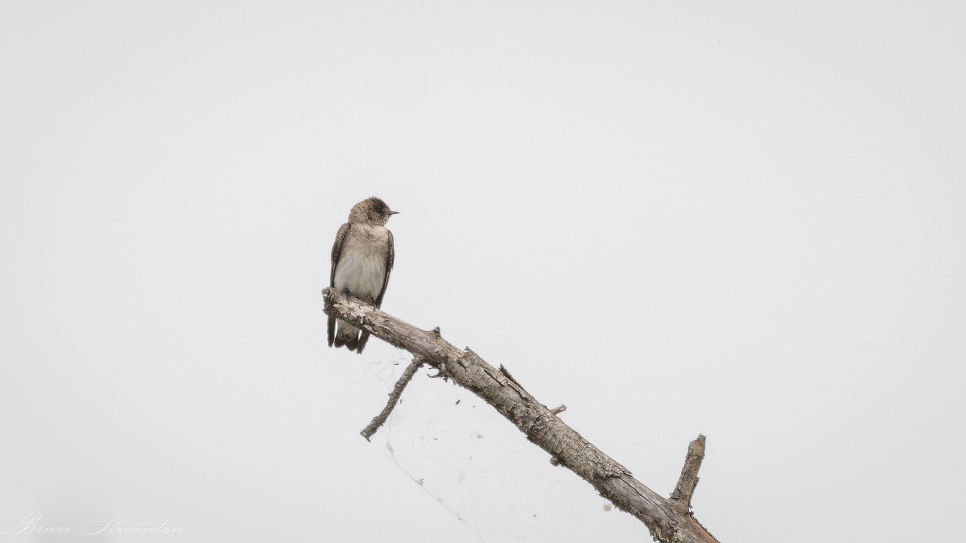 Rough-winged Swallow