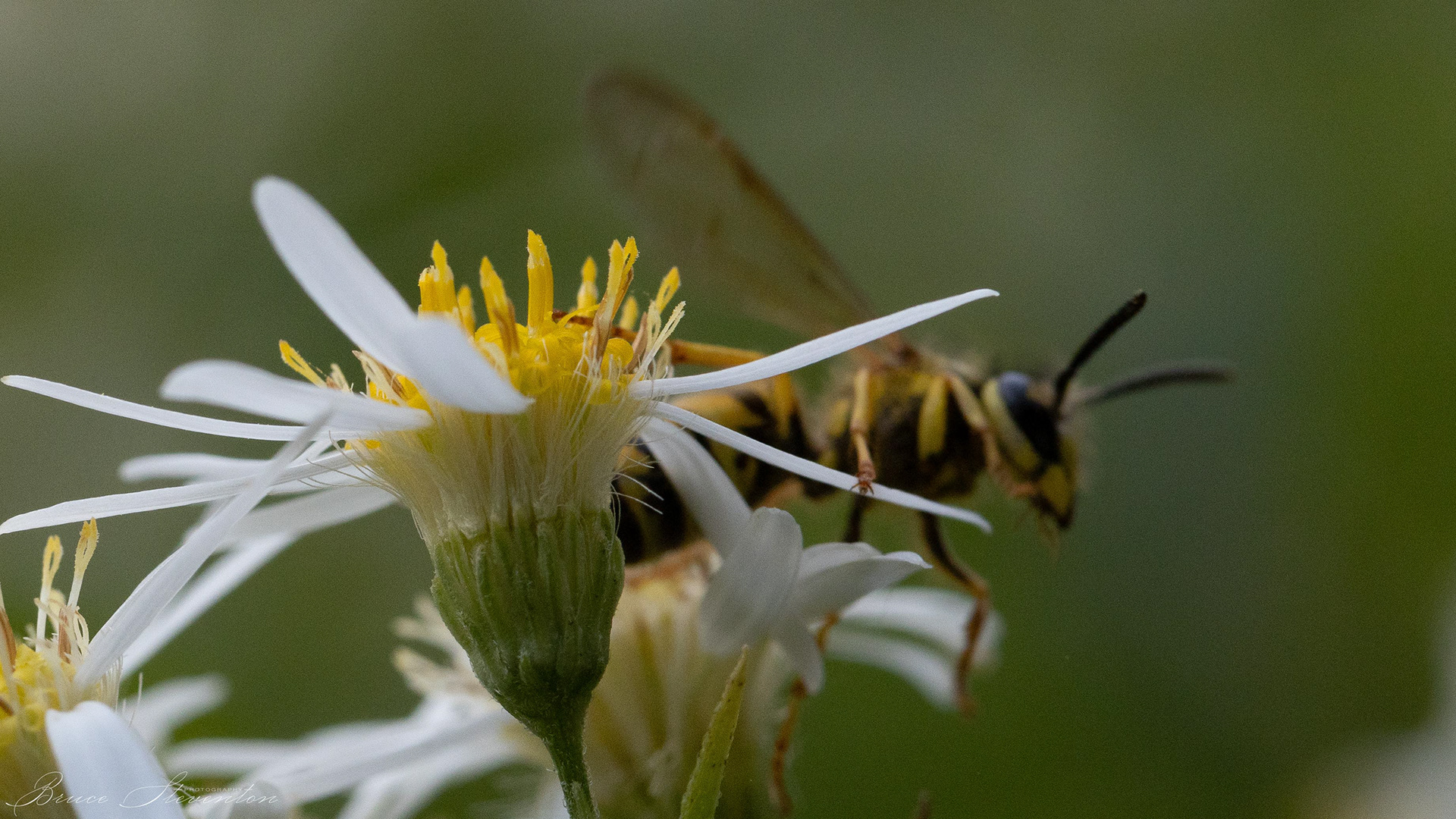 Yellow Jacket on Aster