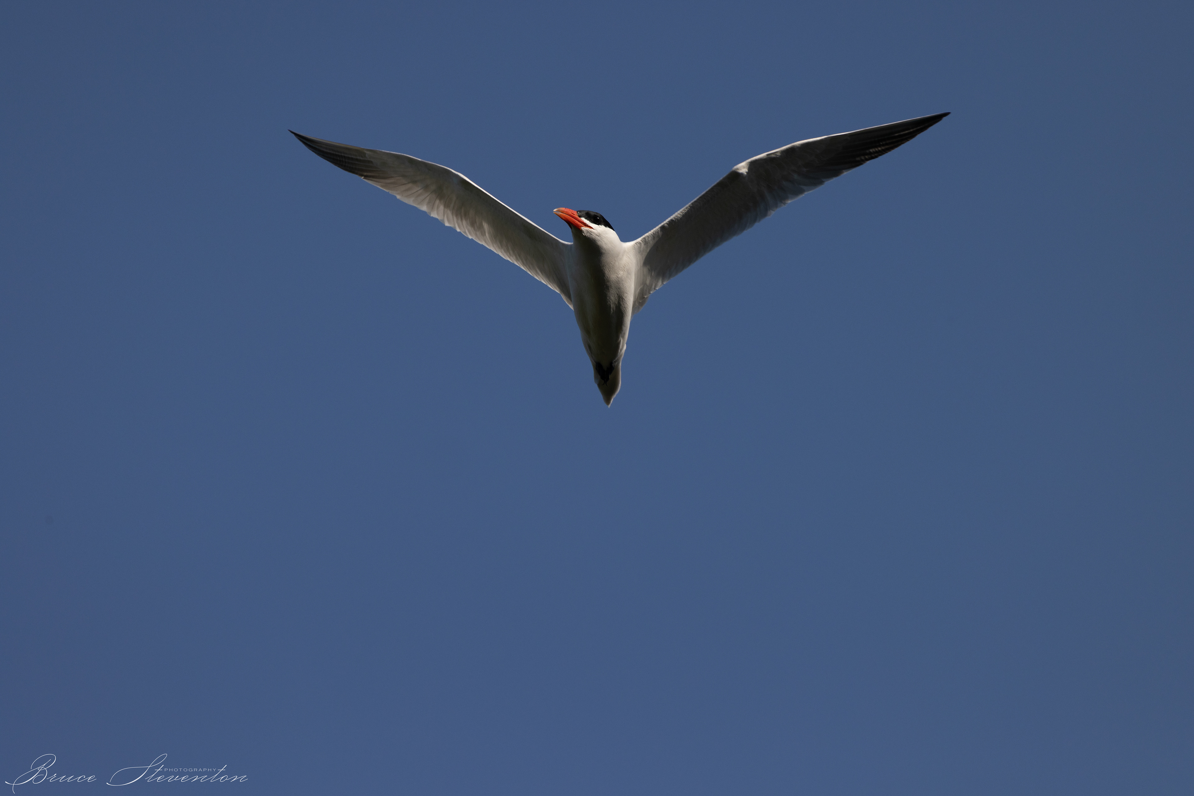 Common Tern