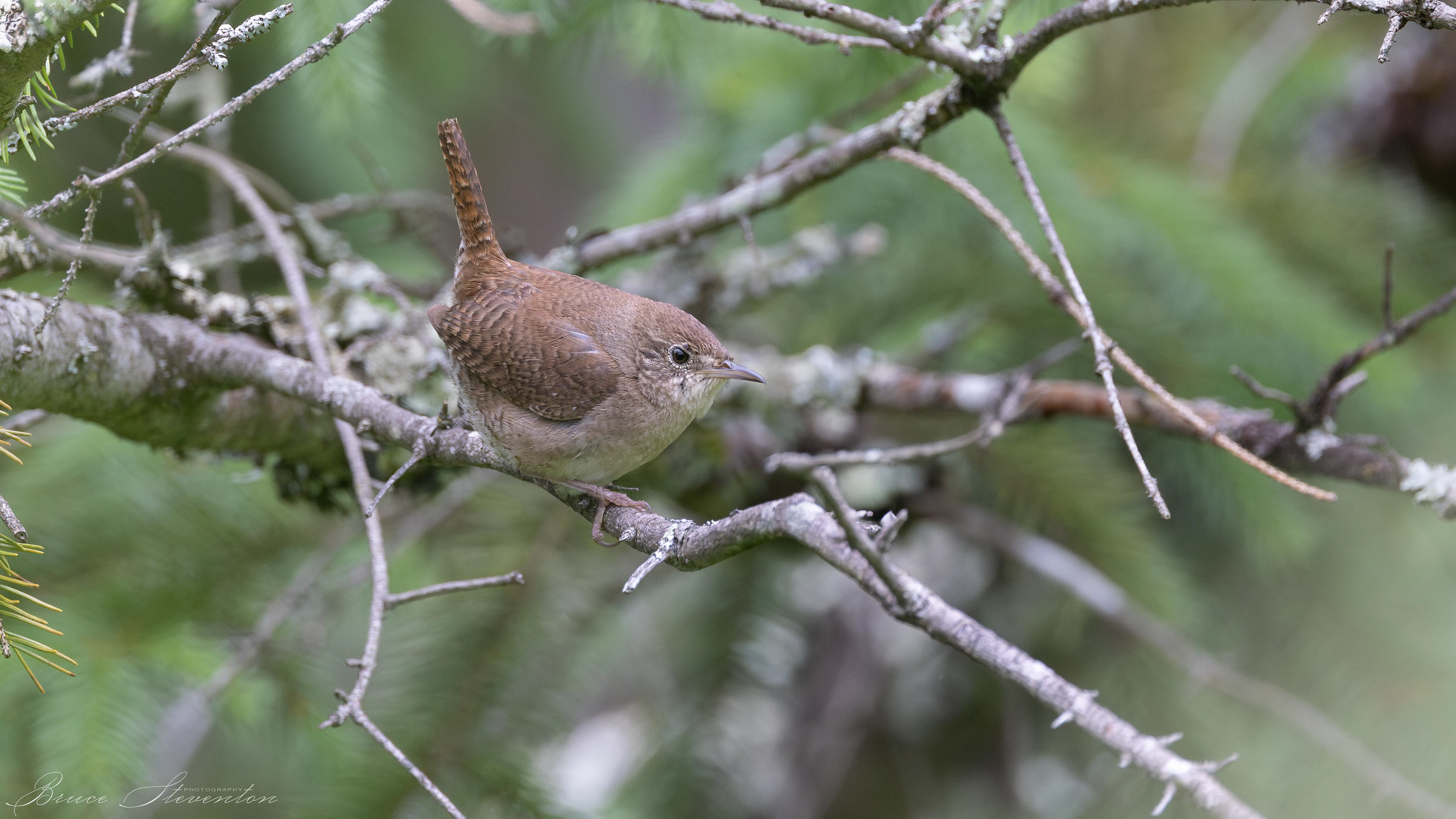 House Wren