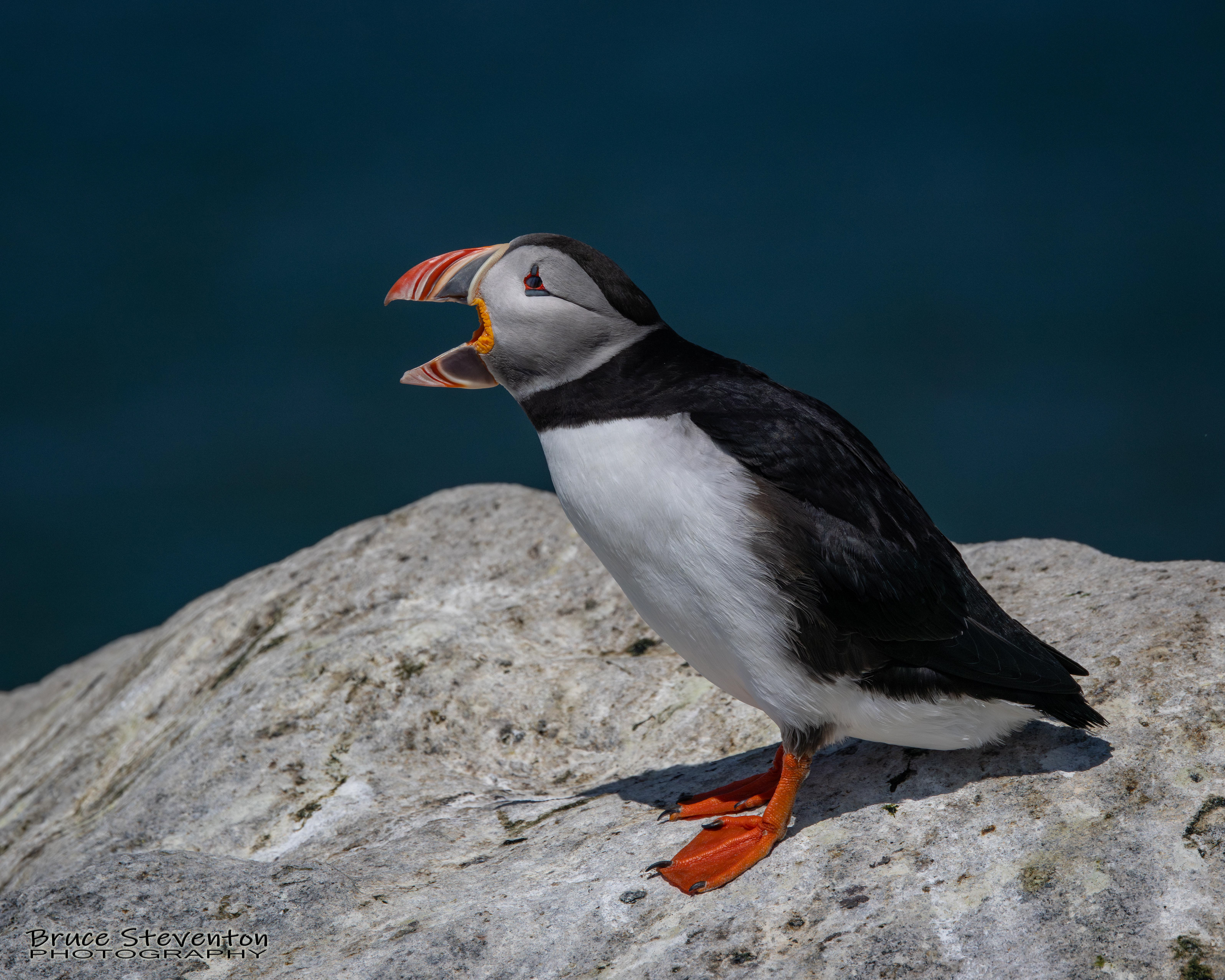 Atlantic Puffin