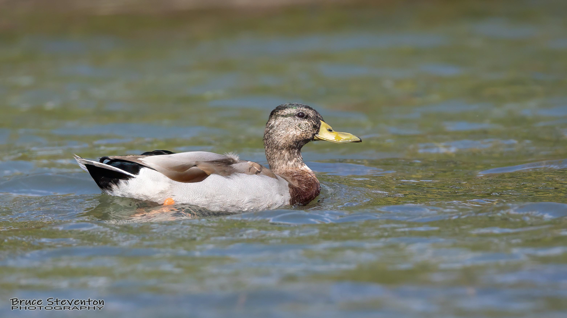 Mallard - Shoreham, VT