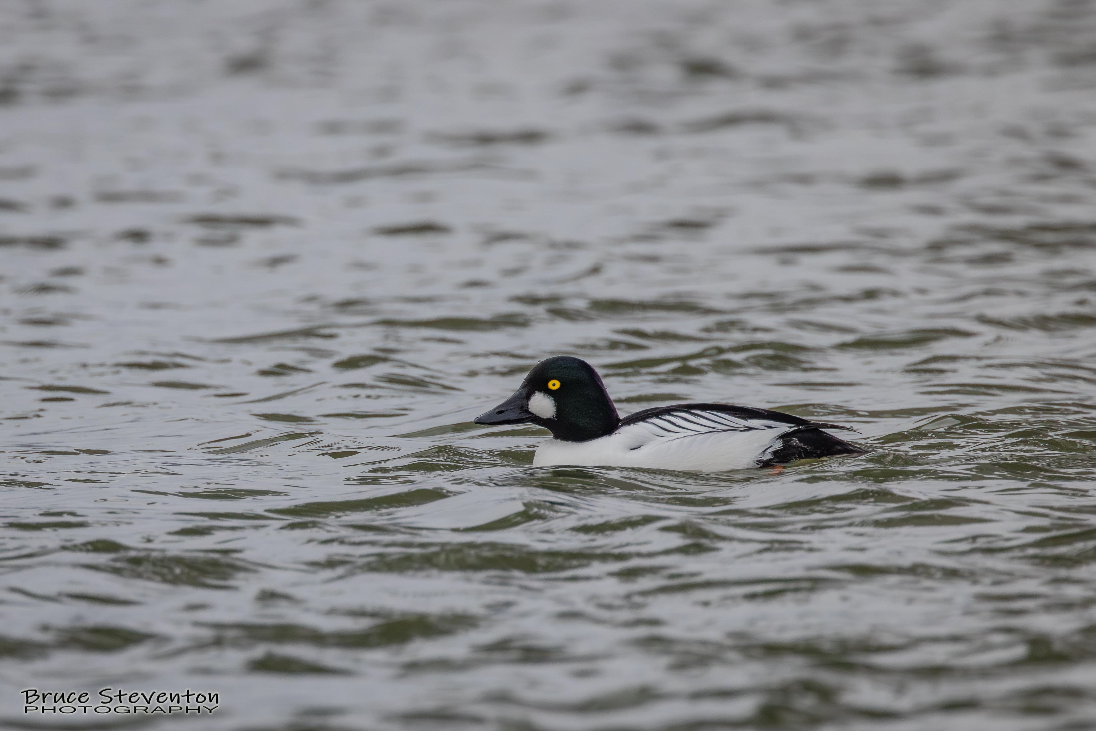 Common Goldeneye (M) - Shoreham, VT
