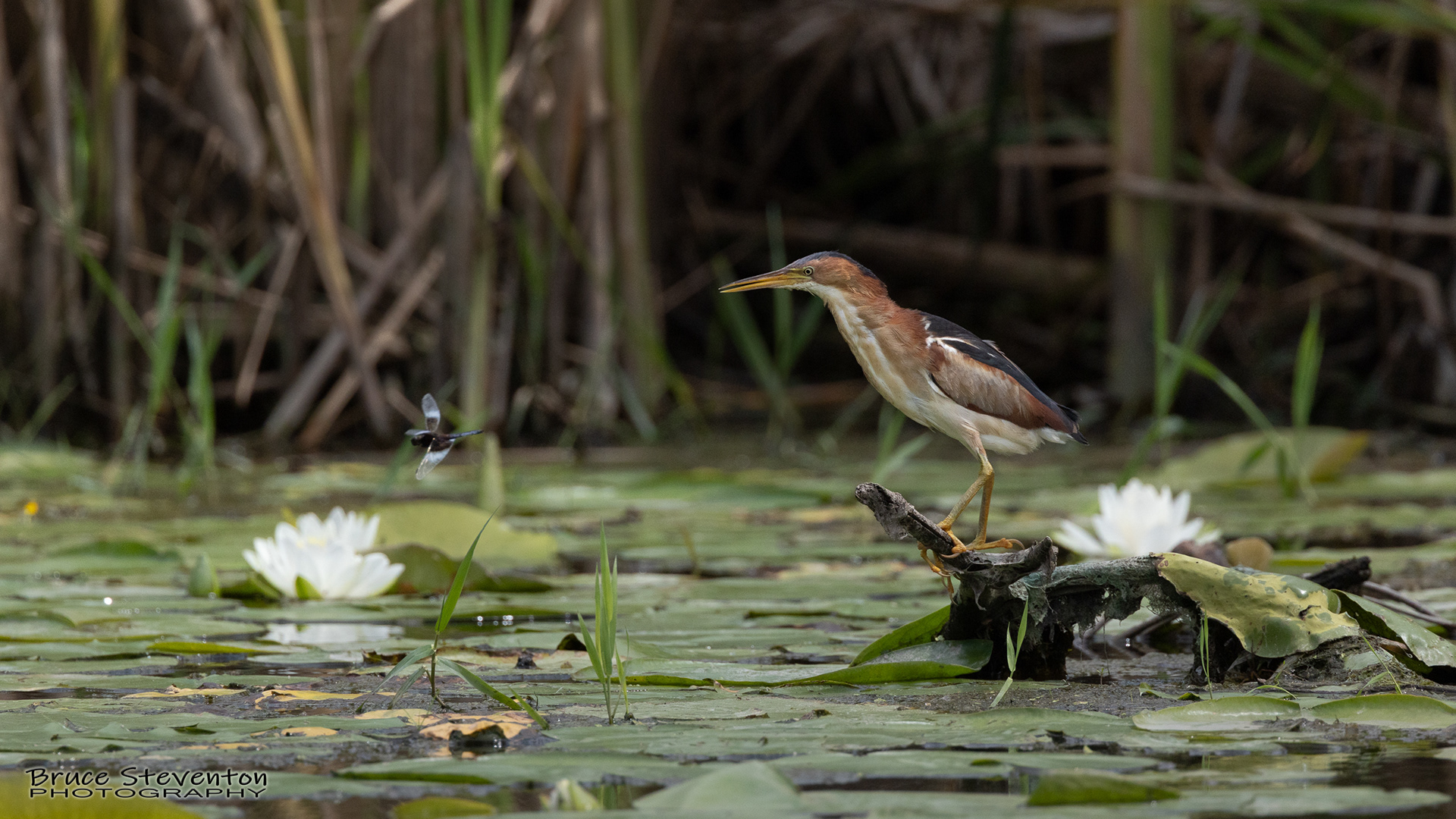 Least Bittern
