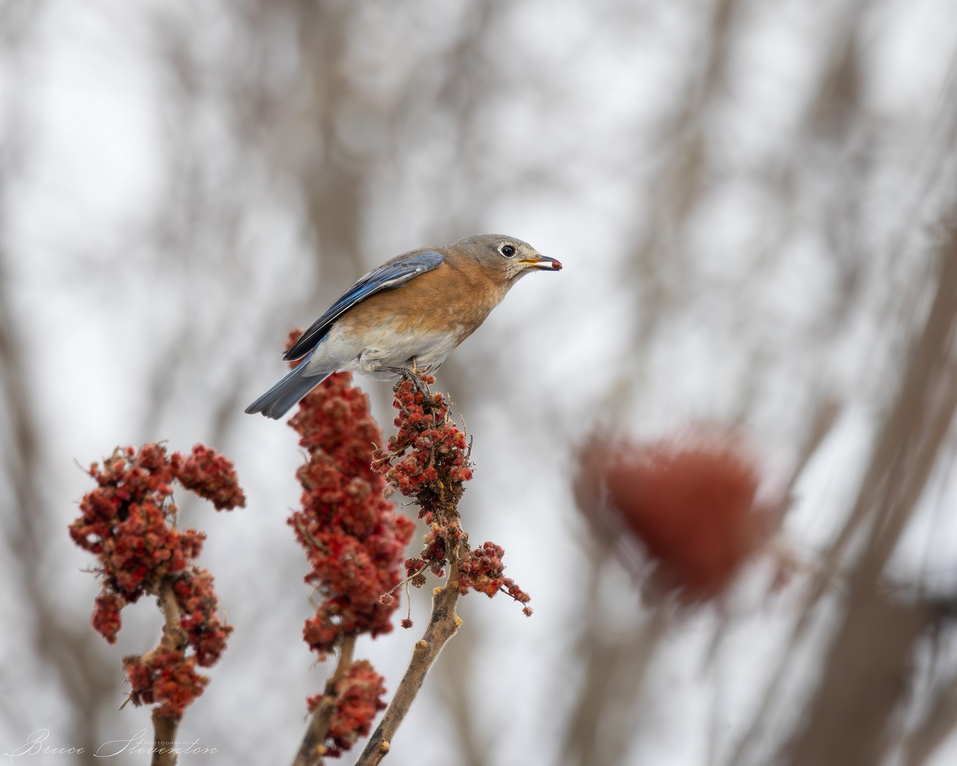 Eastern Bluebird - Rochester, VT