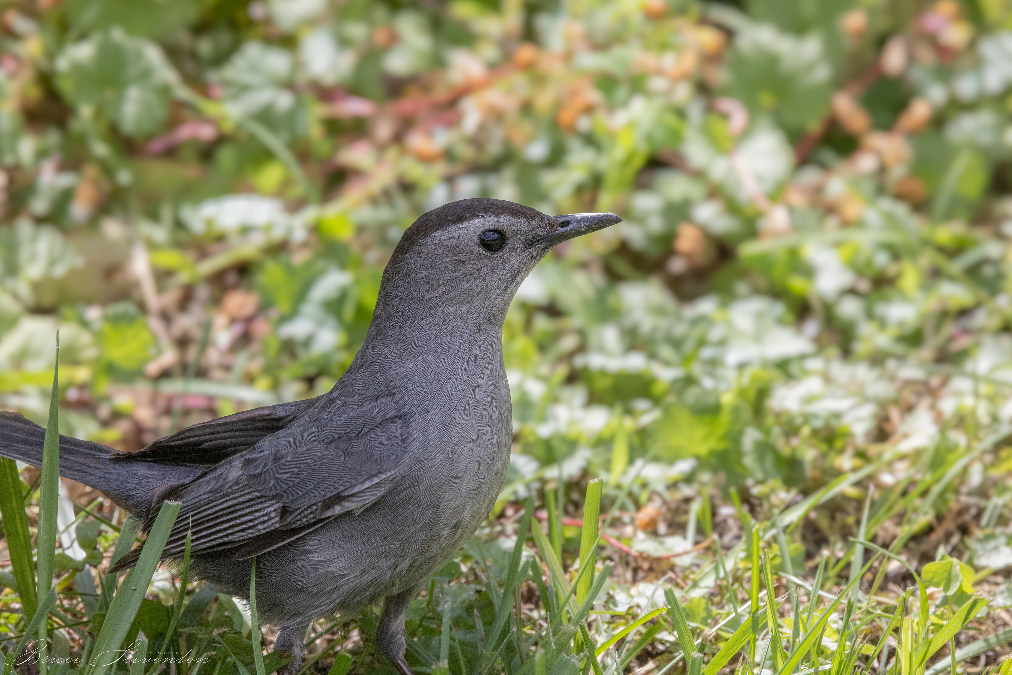 Gray Catbird - Lake Tomahawk