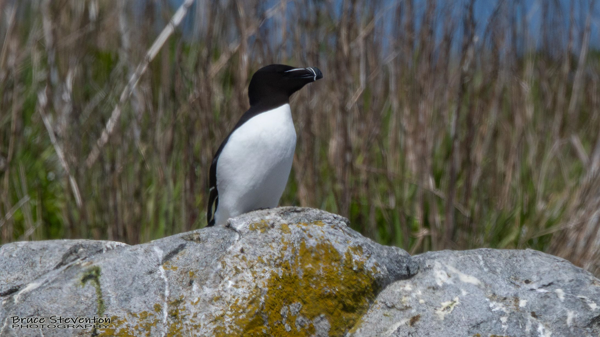 Razorbill