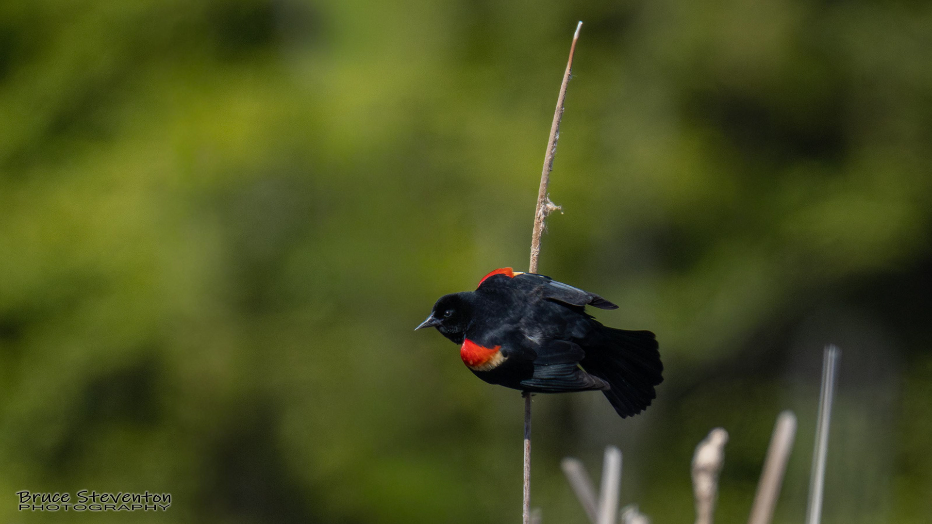 Red-winged Blackbird