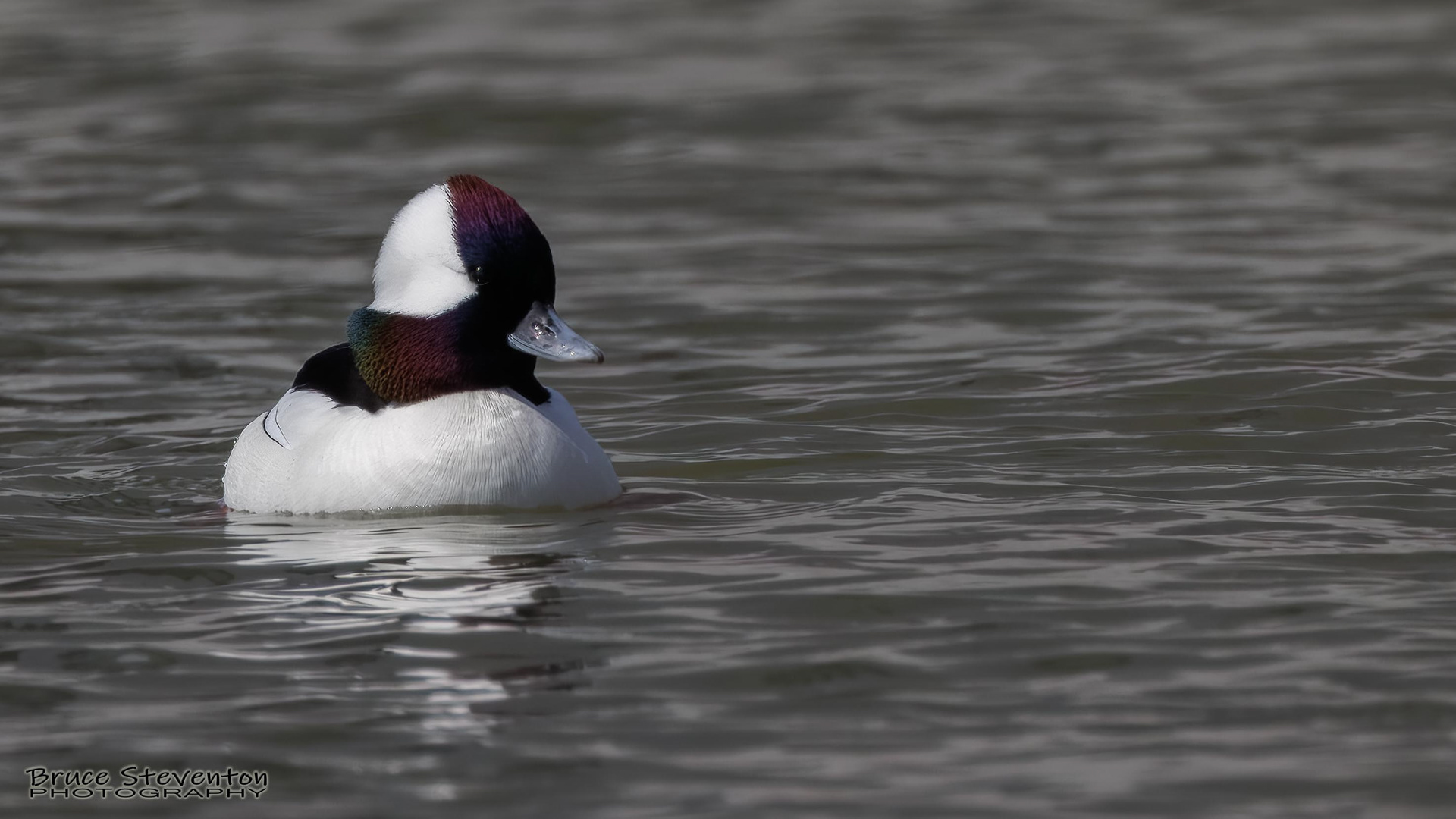 Bufflehead (M) - Addison, VT
