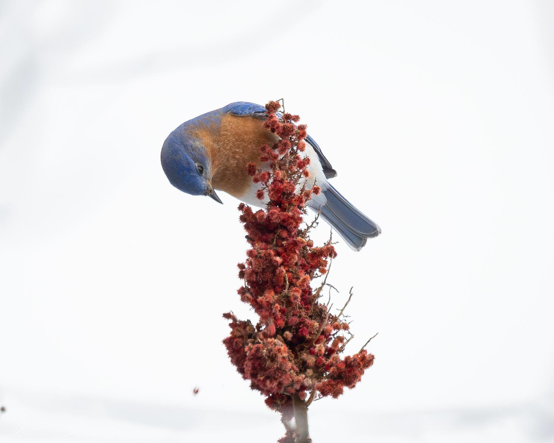 Eastern Bluebird - Rochester, VT