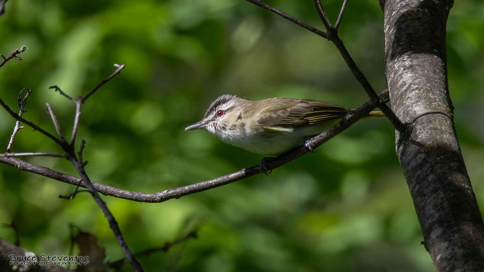 Red-eyed Vireo